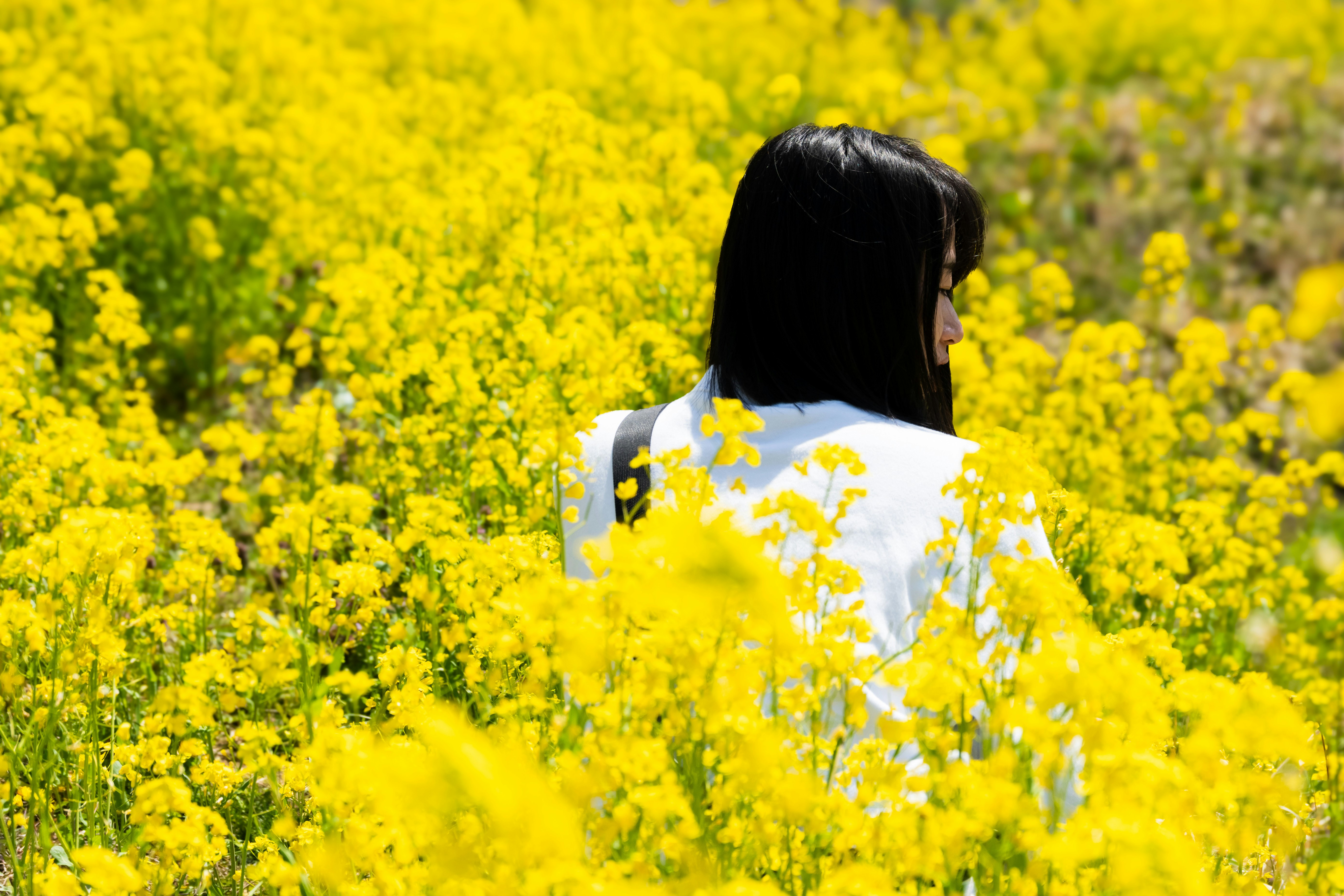ทุ่งดอกเรพซีดในนาขั้นบันไดนิชิตานิหลังซากปราสาทนิโนมัตสึโจ
