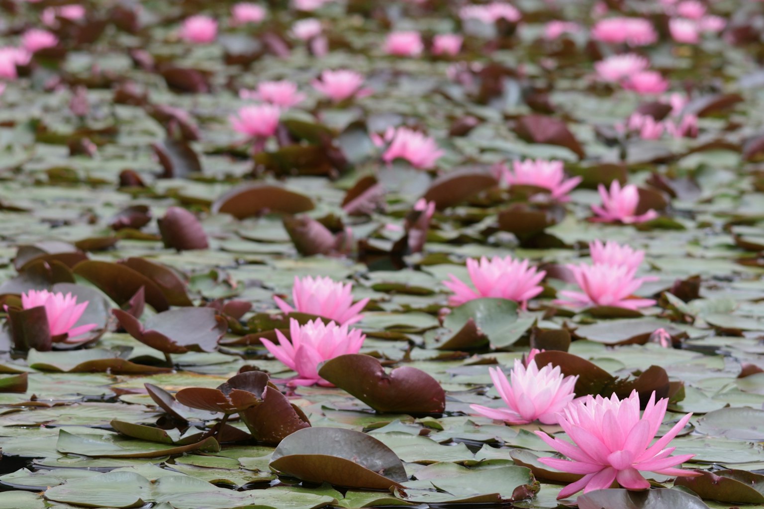 Fiori di loto rosa che fioriscono su uno stagno sereno con foglie verdi
