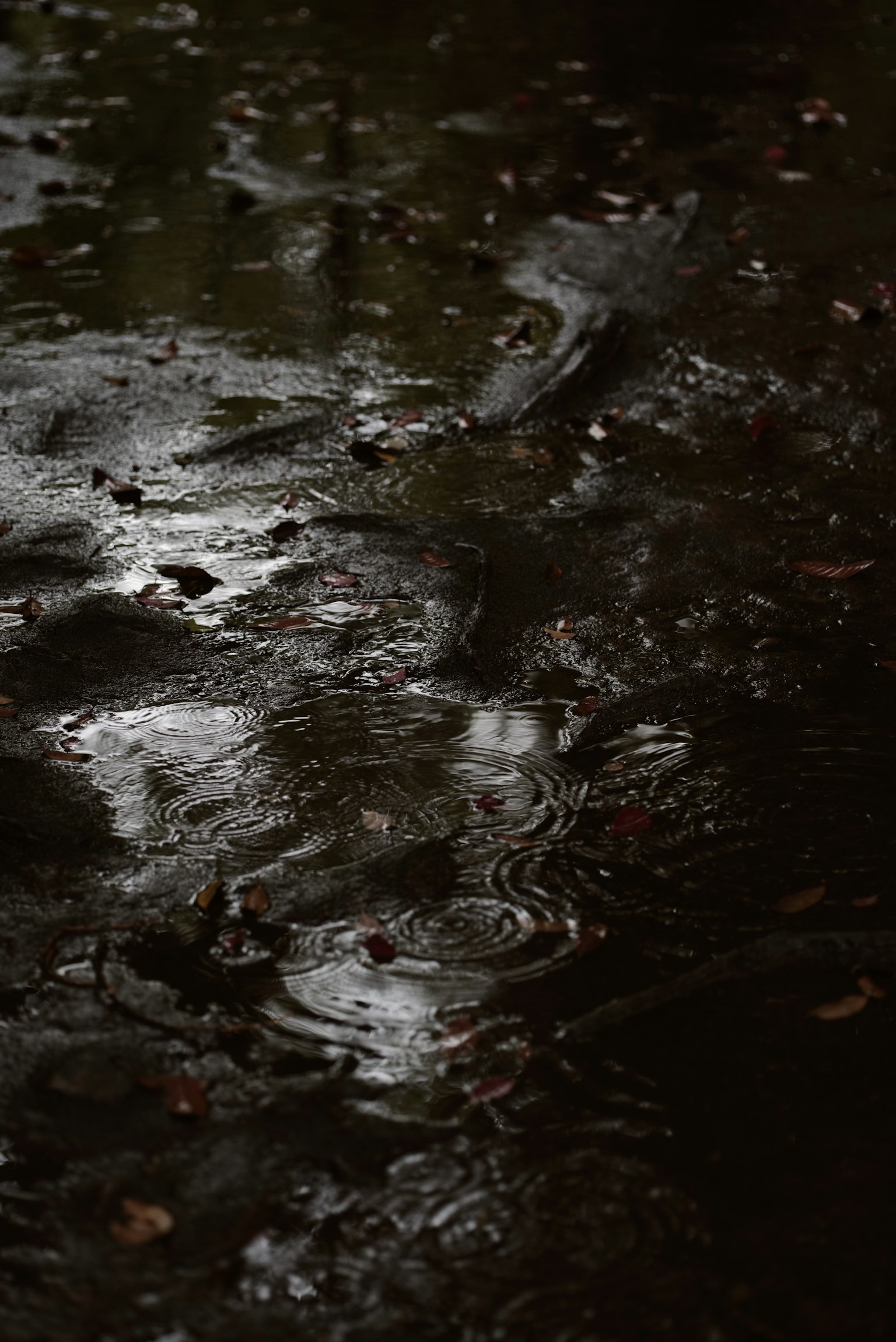Riflessi di luce e foglie in una pozzanghera di pioggia