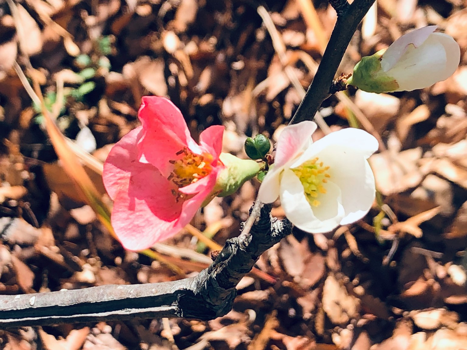 Close-up of a branch with pale pink and white flowers