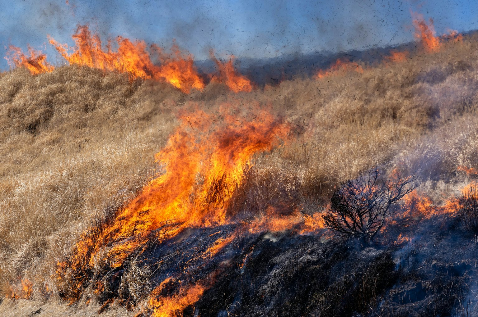 Eine Landschaft von Grasland, das in Flammen steht