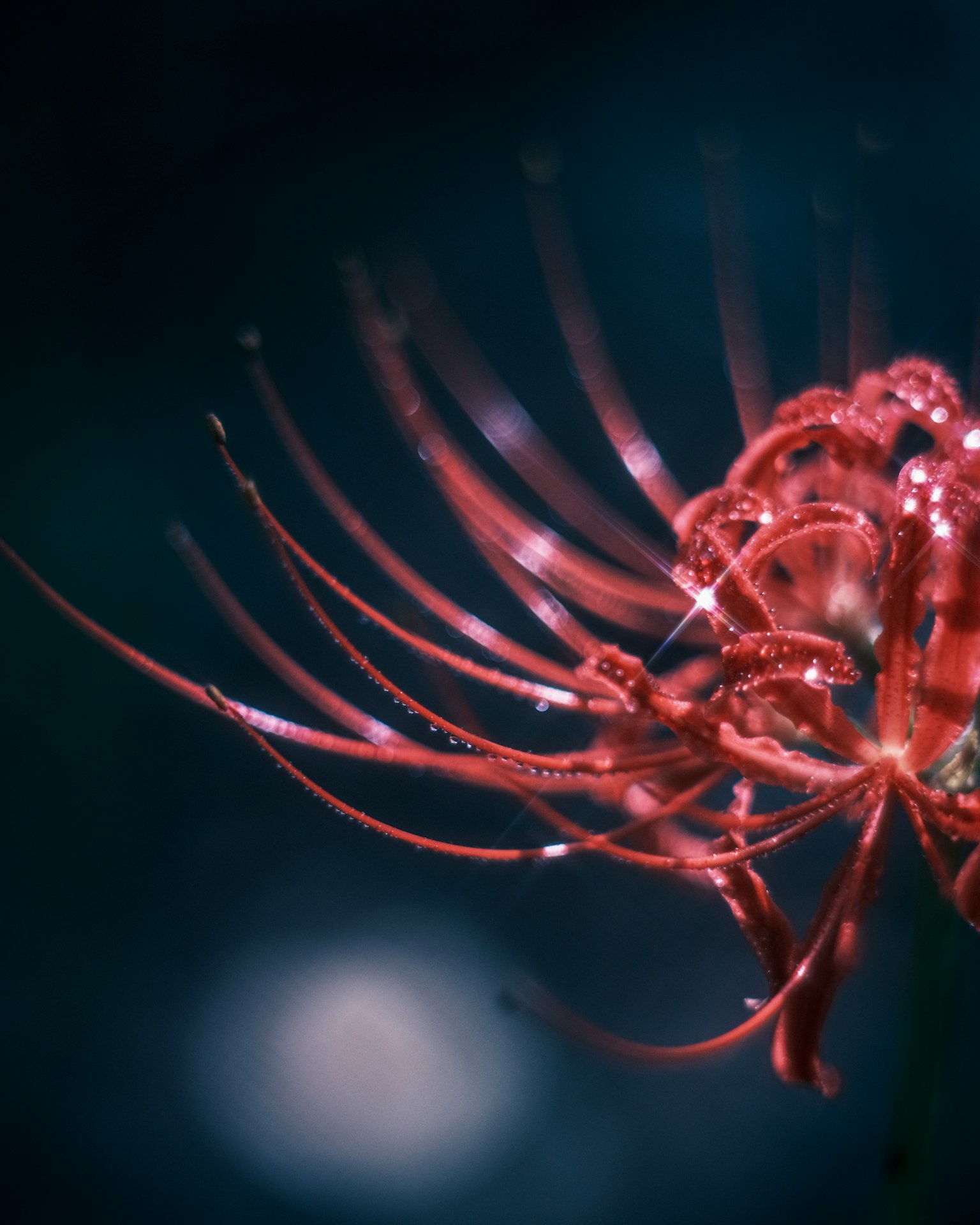 Un fiore rosso vibrante con petali lunghi coperti di gocce d'acqua