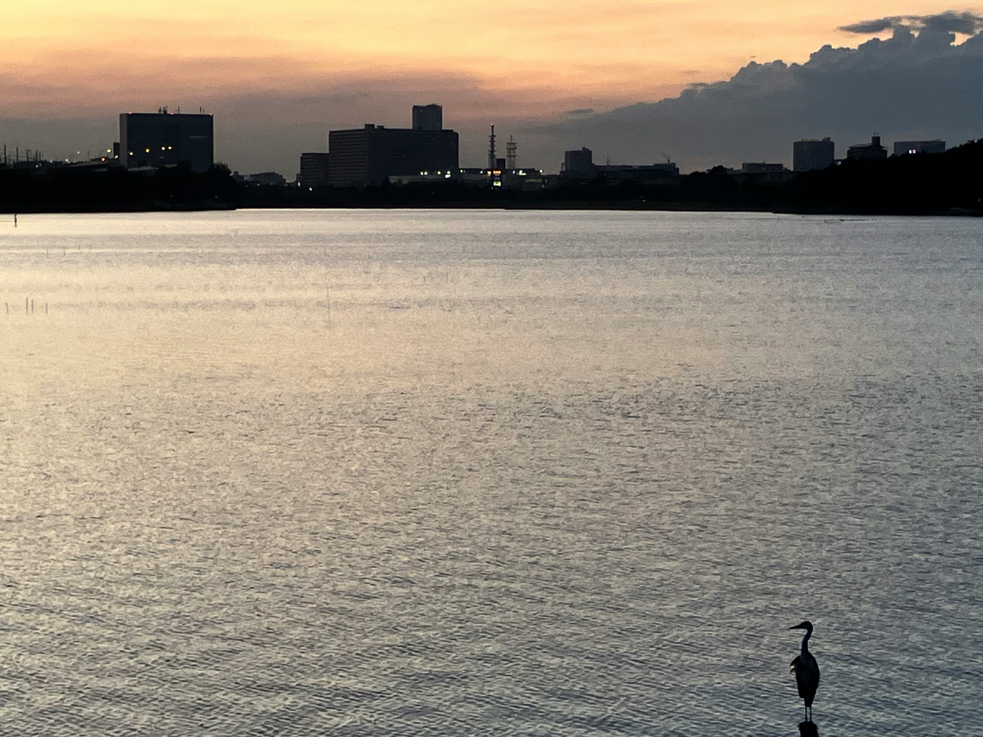 夕陽の干潟に立つ鳥のシルエットのある風景