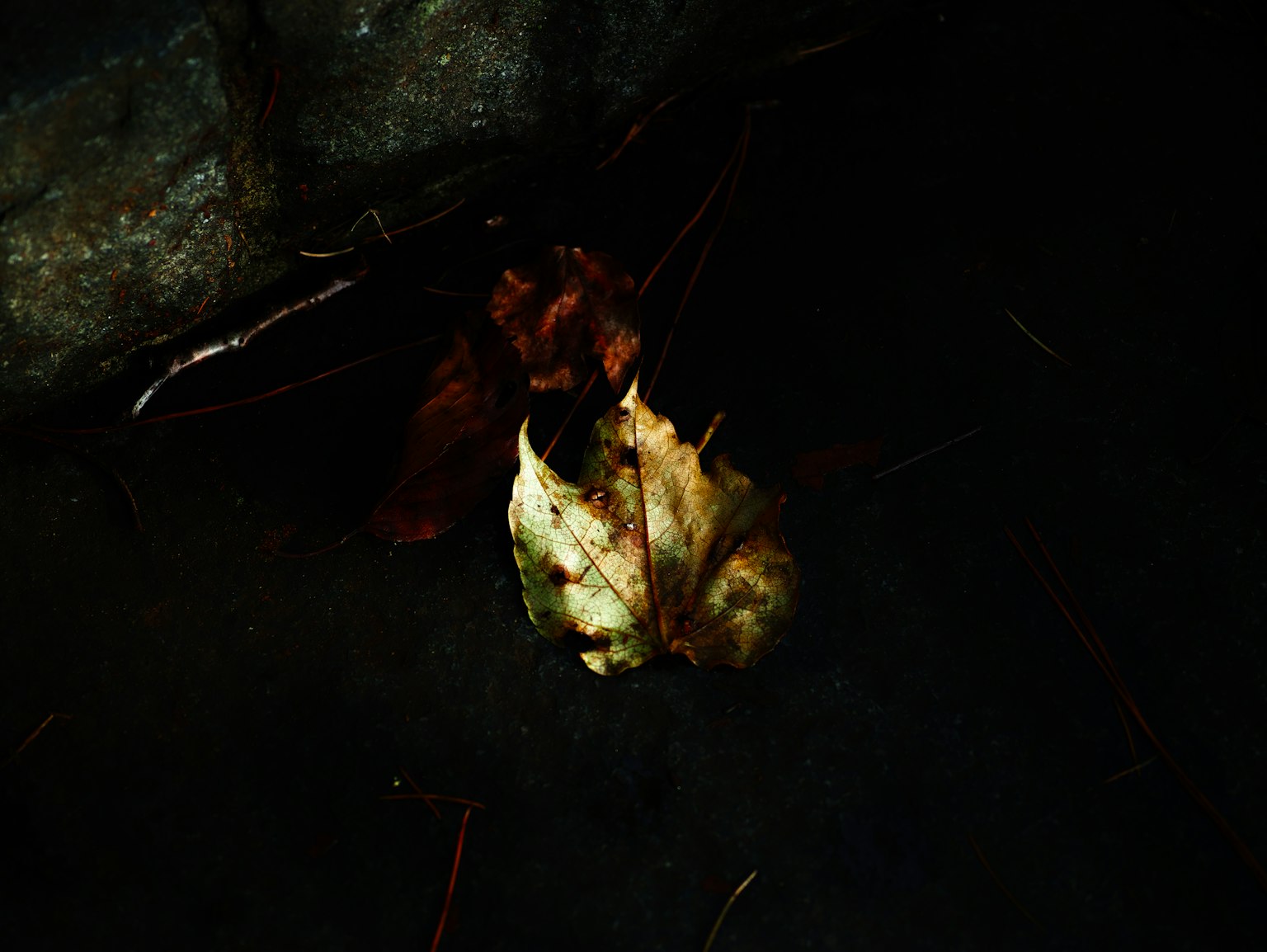 A close-up of a fallen leaf on a dark surface