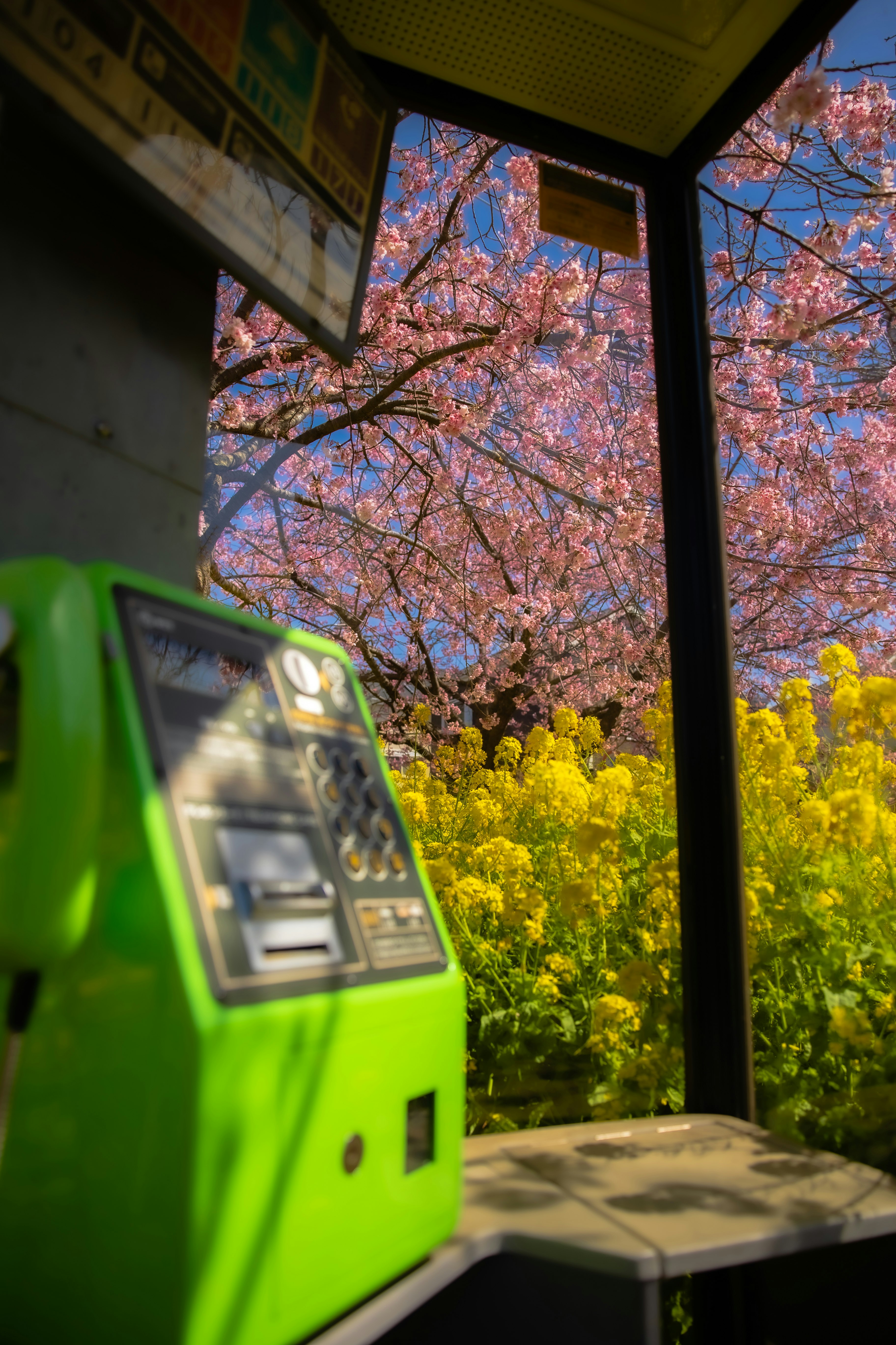 窓越しに見える桜並木と菜の花の景色