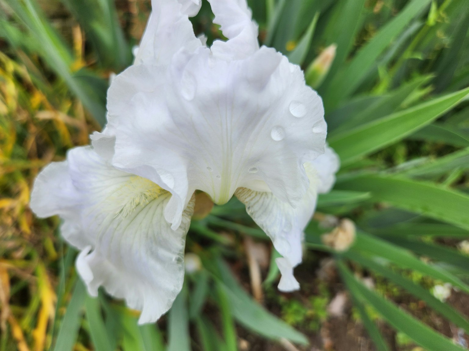 Eine weiße Irisblume blüht zwischen grünen Blättern