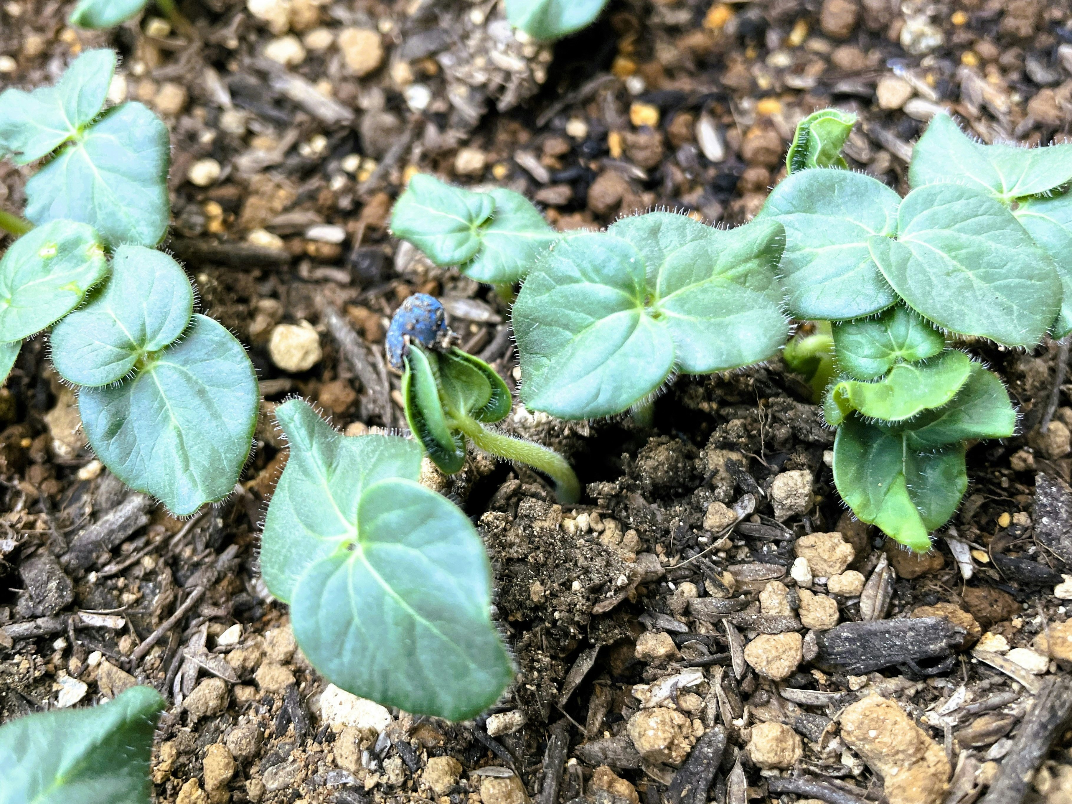 オクラの発芽した双葉と種皮が見える土の上の芽
