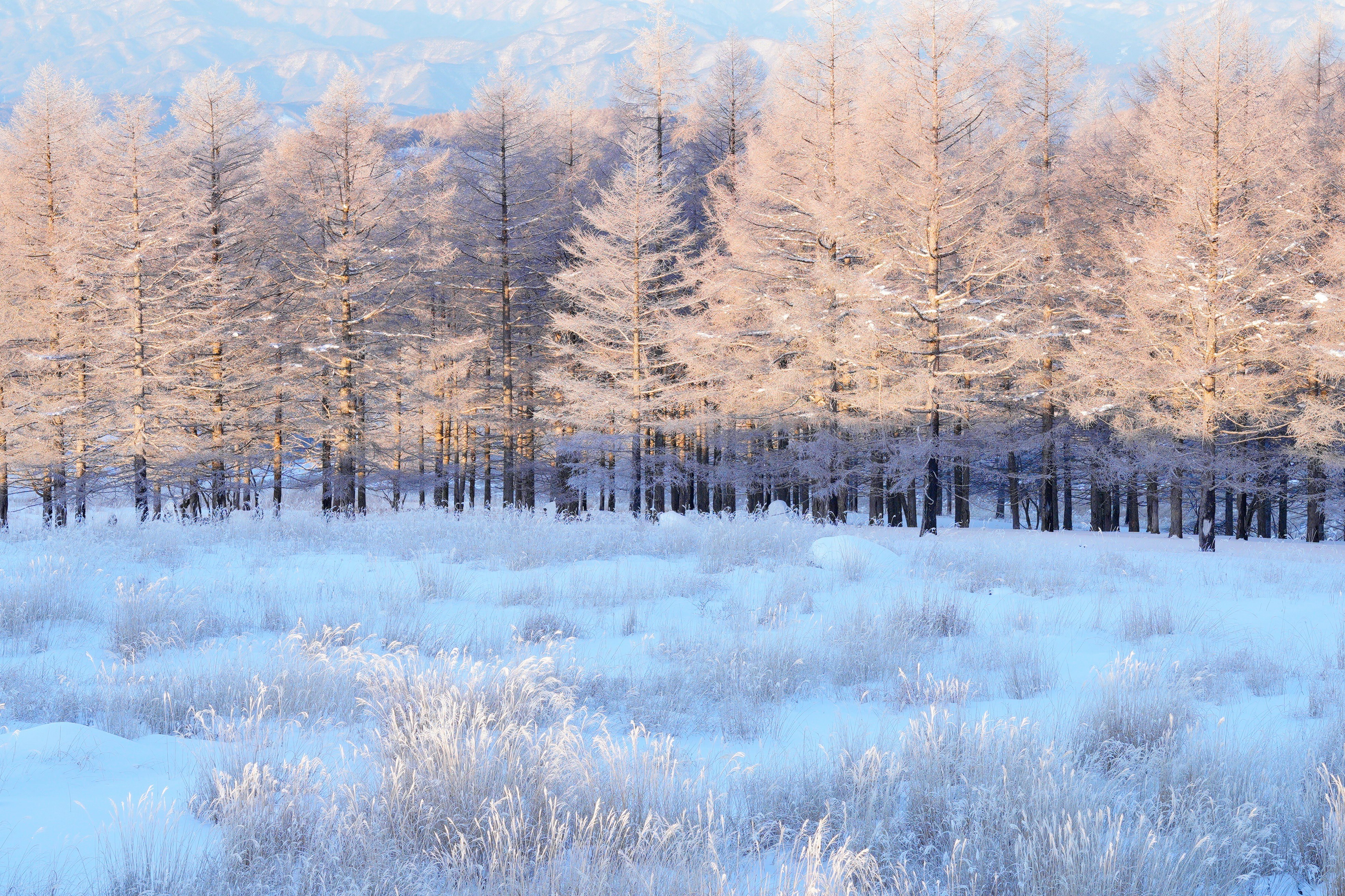 雪原に広がる針葉樹の森の風景