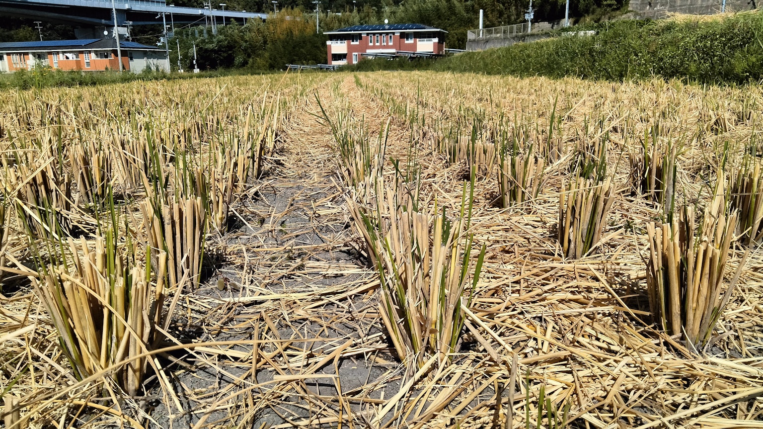 Campo de arroz cosechado con rastrojos y edificios al fondo