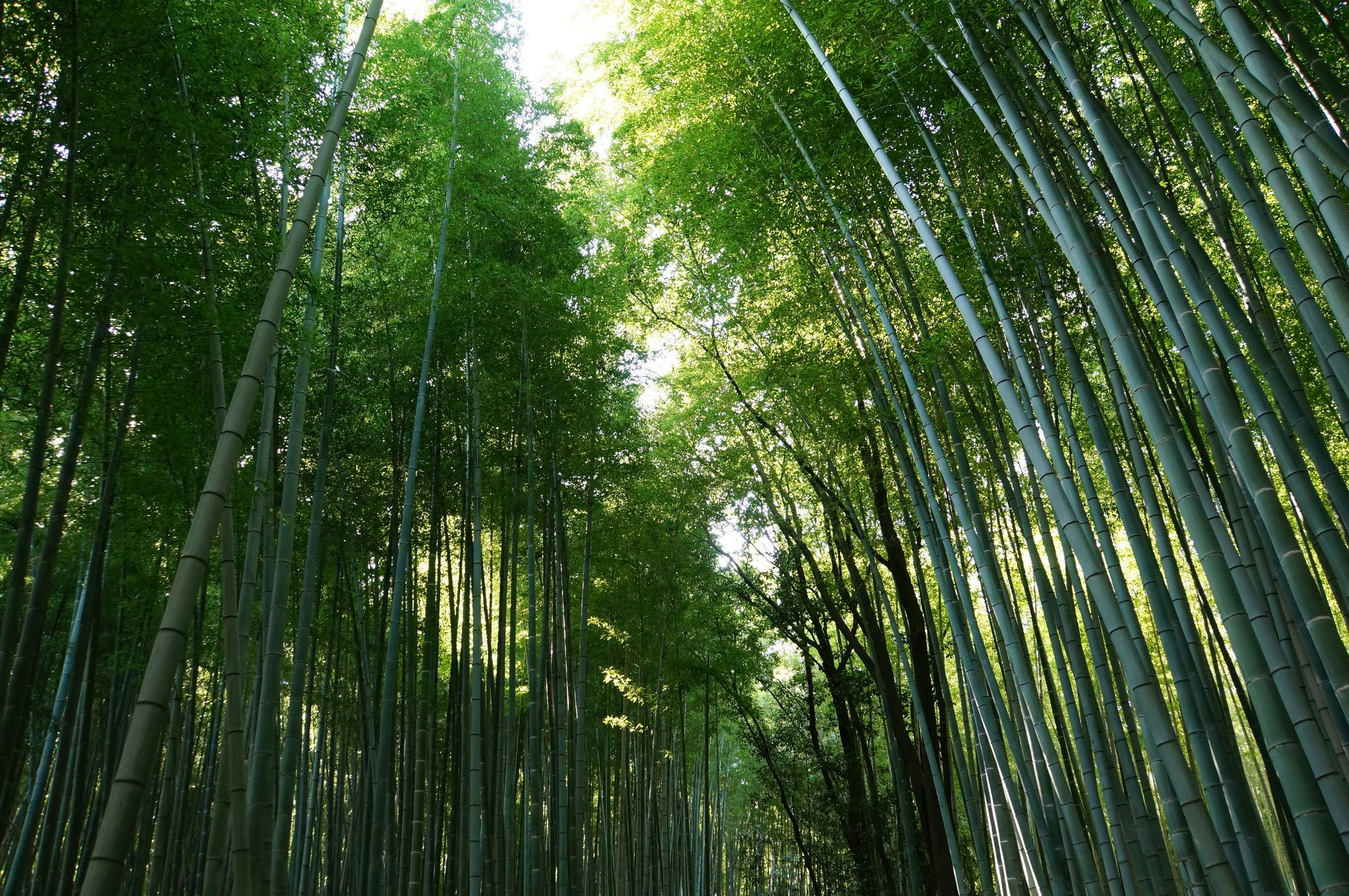 竹林の天井のように伸びる竹と緑の空