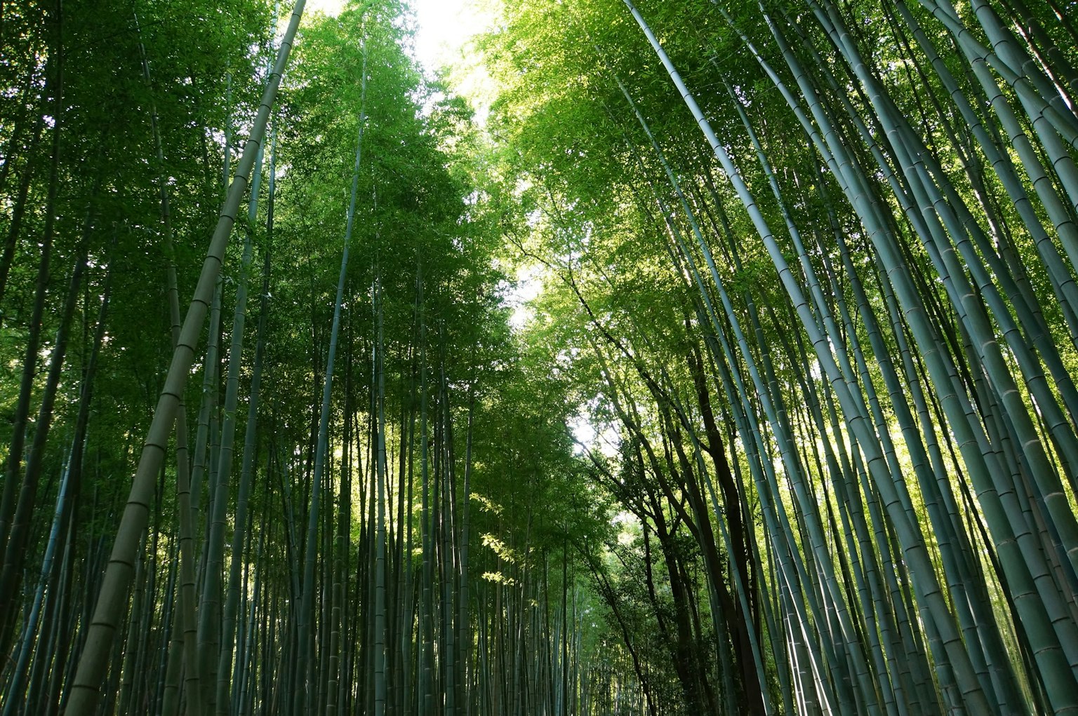 ทิวทัศน์สีเขียวที่สวยงามพร้อมแสงที่ส่องผ่านป่าไผ่