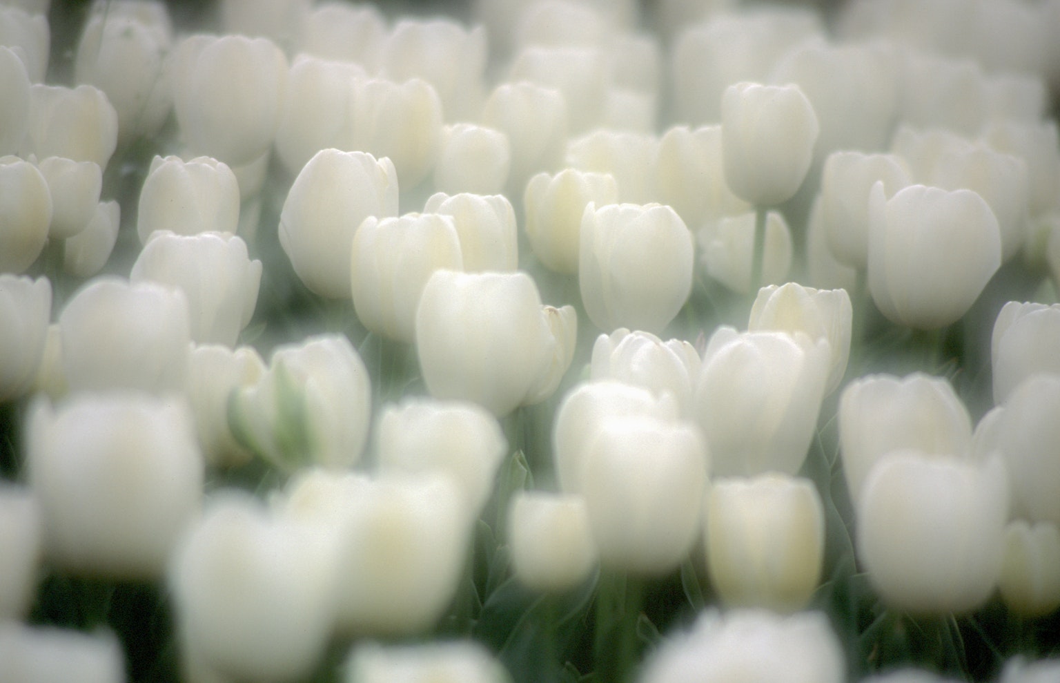 Feld mit weißen Tulpen, das eine ruhige Atmosphäre schafft