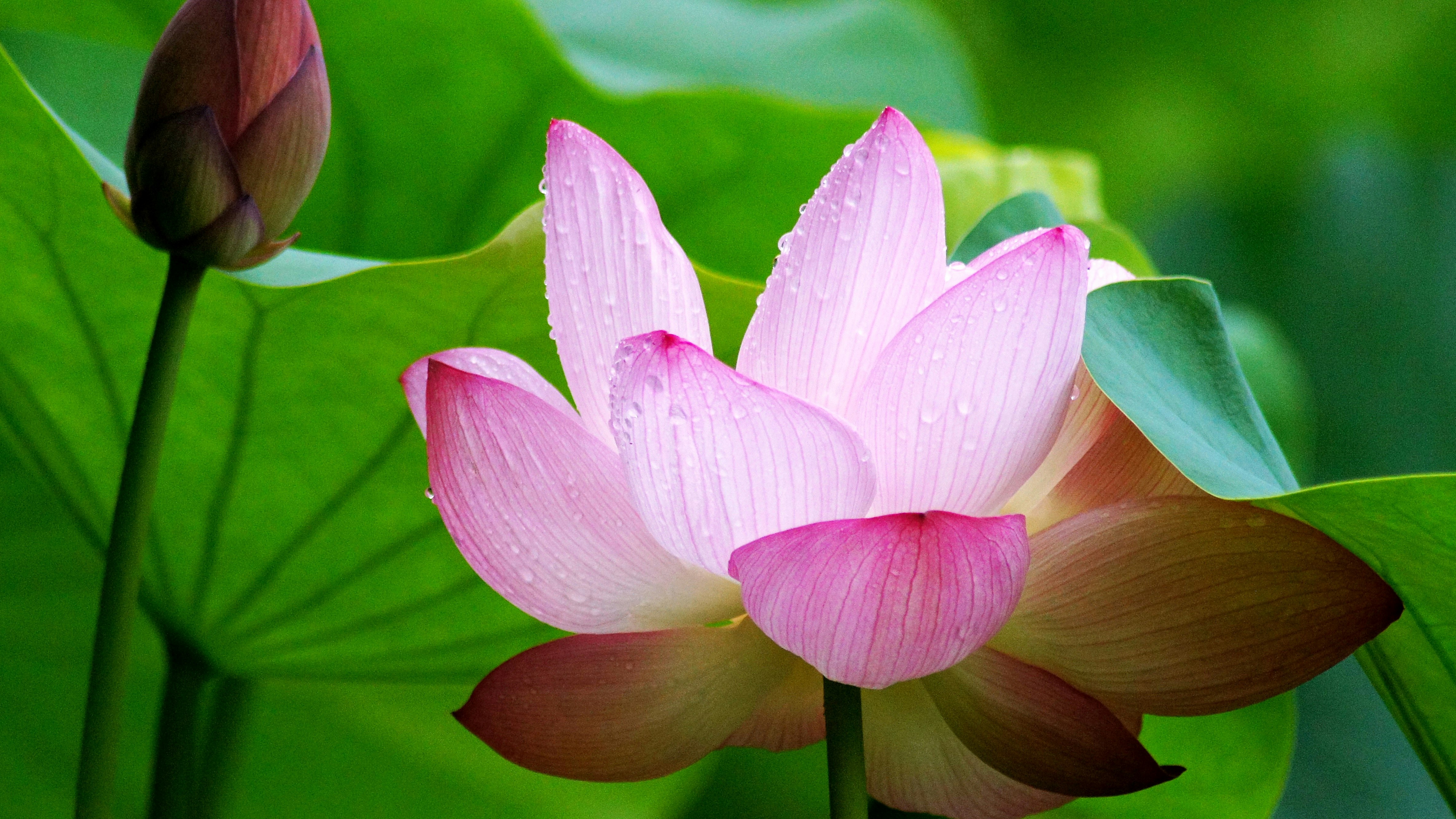 粉色莲花与花苞特写