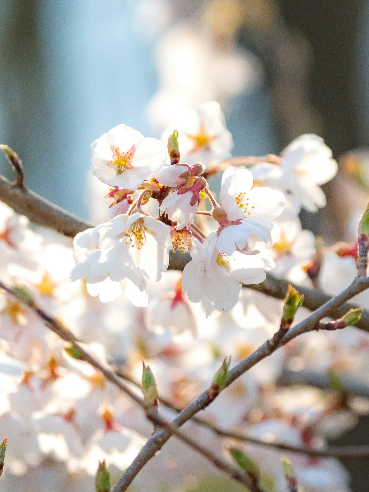 Kedekatan bunga sakura di cabang