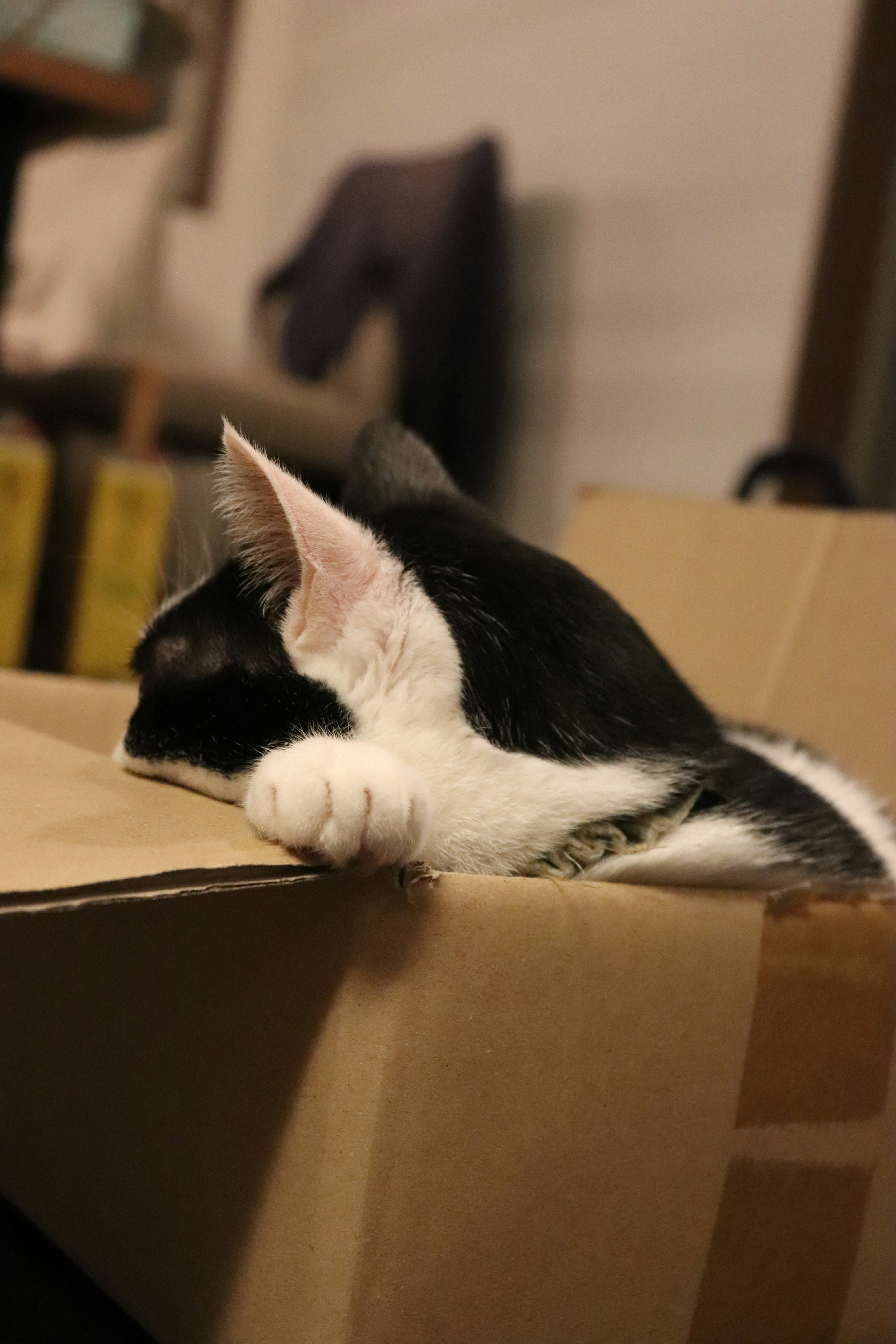 schlafende Katze eingerollt in einer Pappschachtel