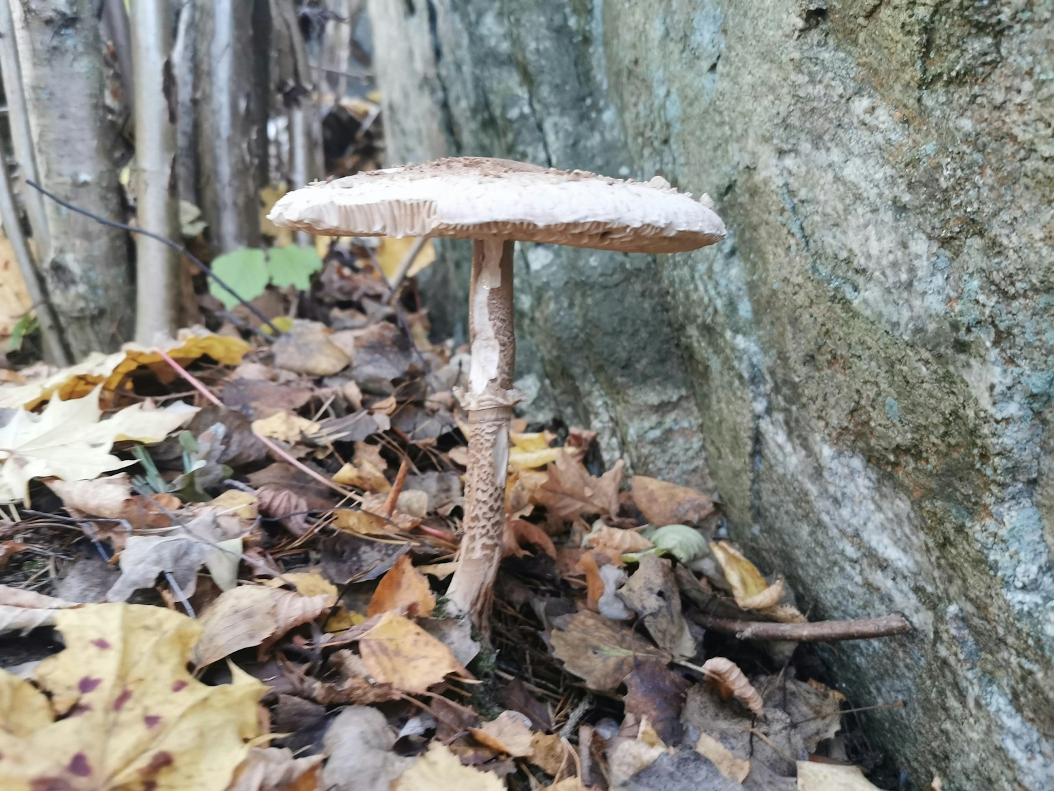 地面上生长的蘑菇，周围有落叶和岩石