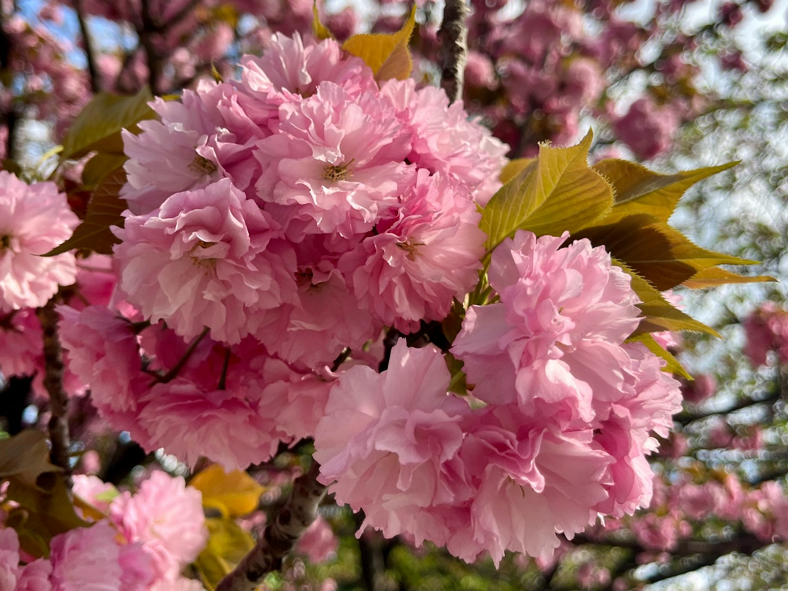 Close-up cabang bunga sakura dengan bunga pink berbulu