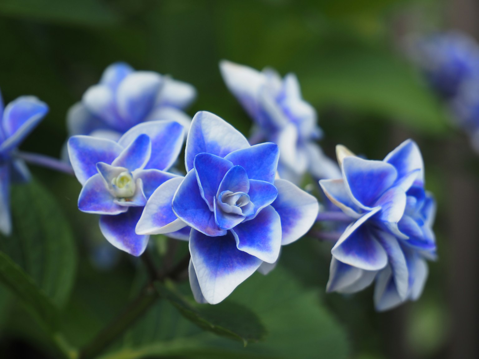 Gruppo di bellissimi fiori blu in piena fioritura