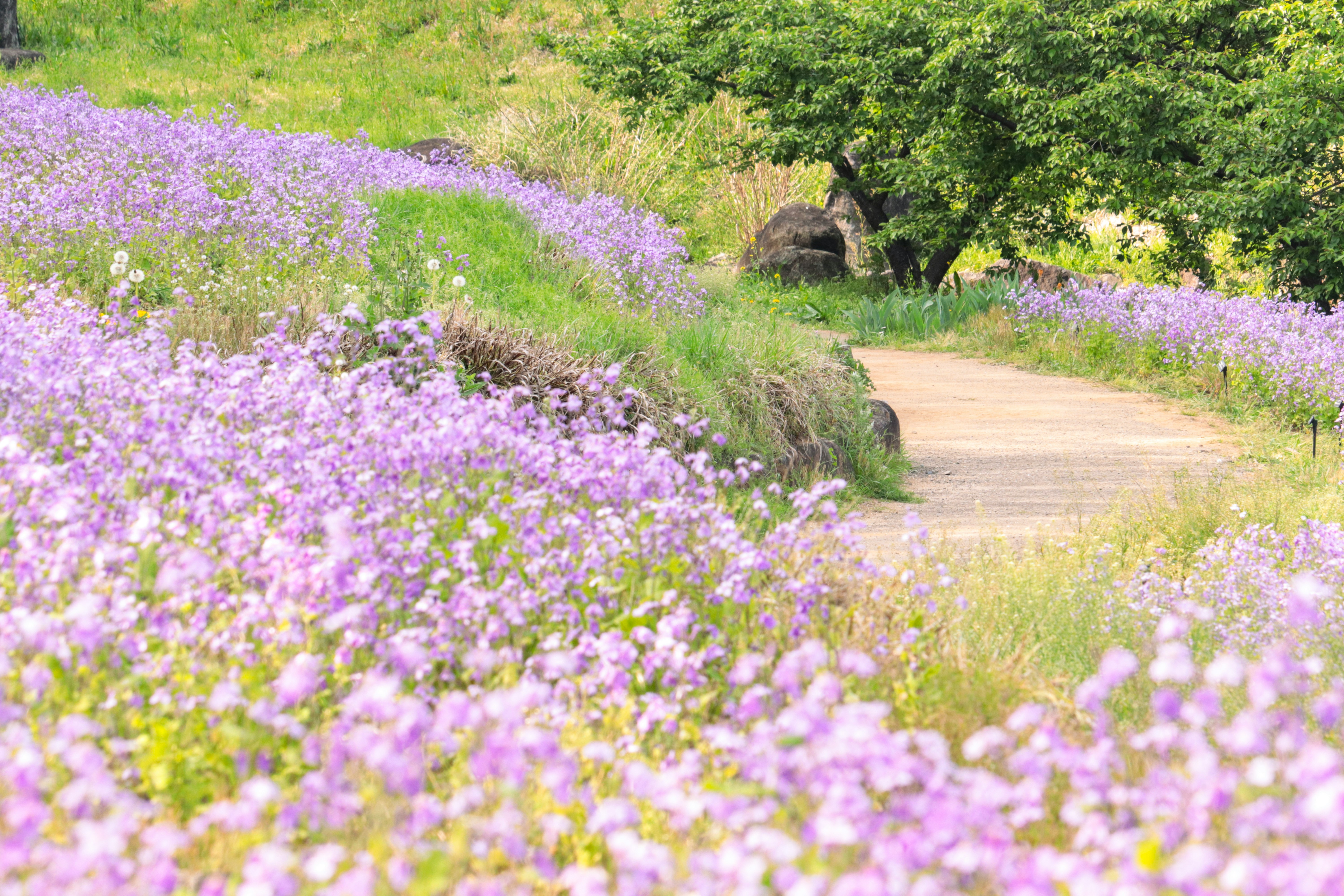 A path through a field of purple flowers and green grass