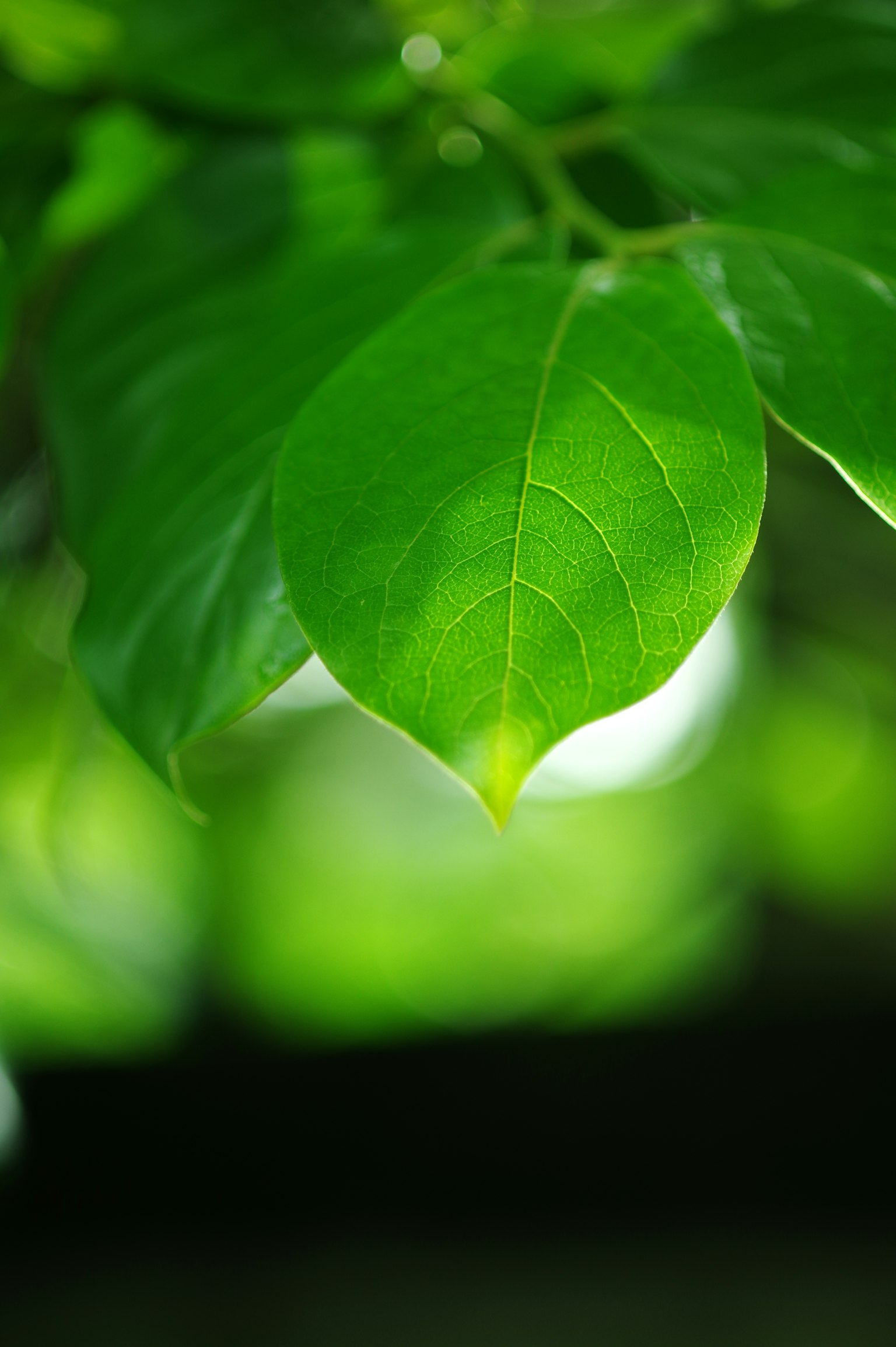 부드러운 빛에 의해 조명이 비춰지는 생생한 녹색 잎의 클로즈업