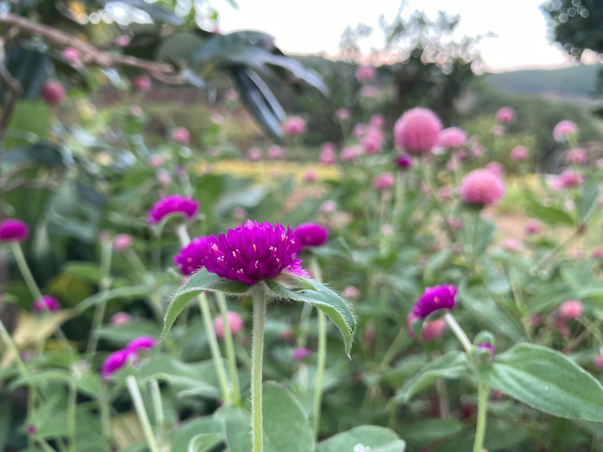 千日紅の花が咲く庭のボケた花畑