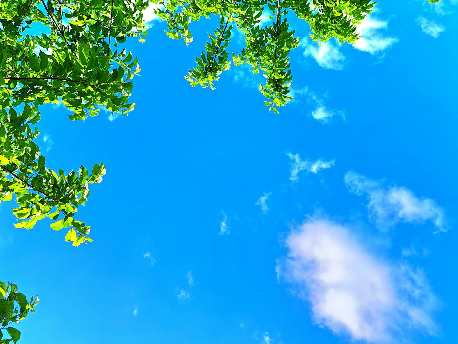 Vue du ciel bleu avec des feuilles vertes