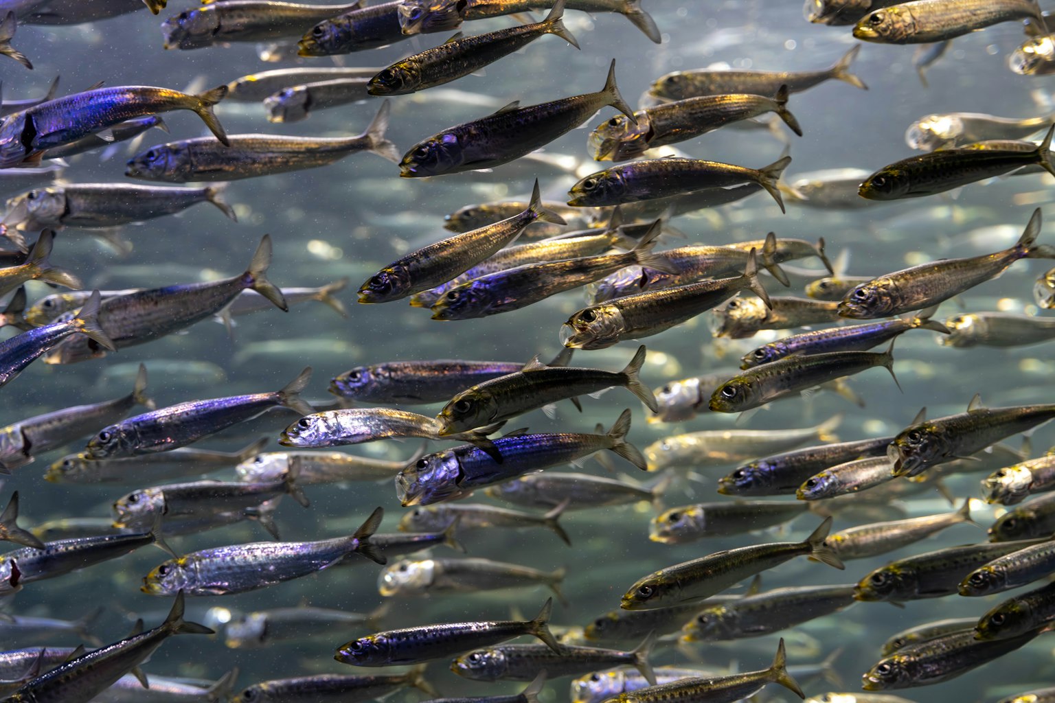 Imagen vibrante de pequeños peces nadando en escuela