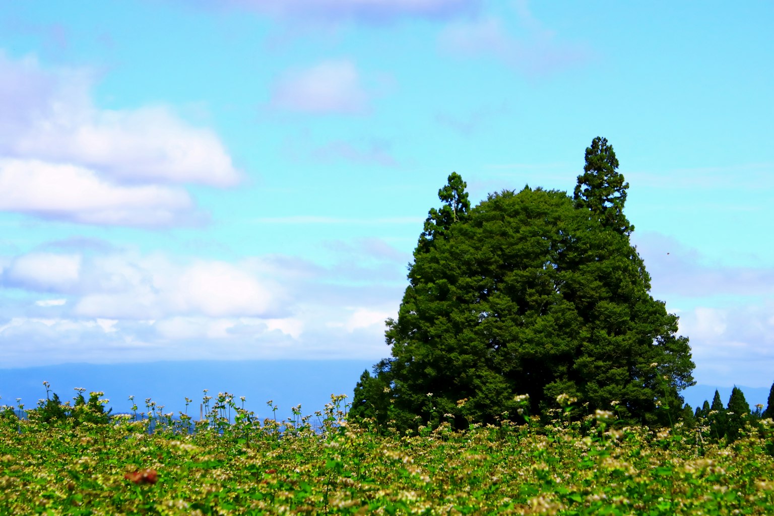 Albero verde lussureggiante sotto un cielo blu con vista sull'oceano