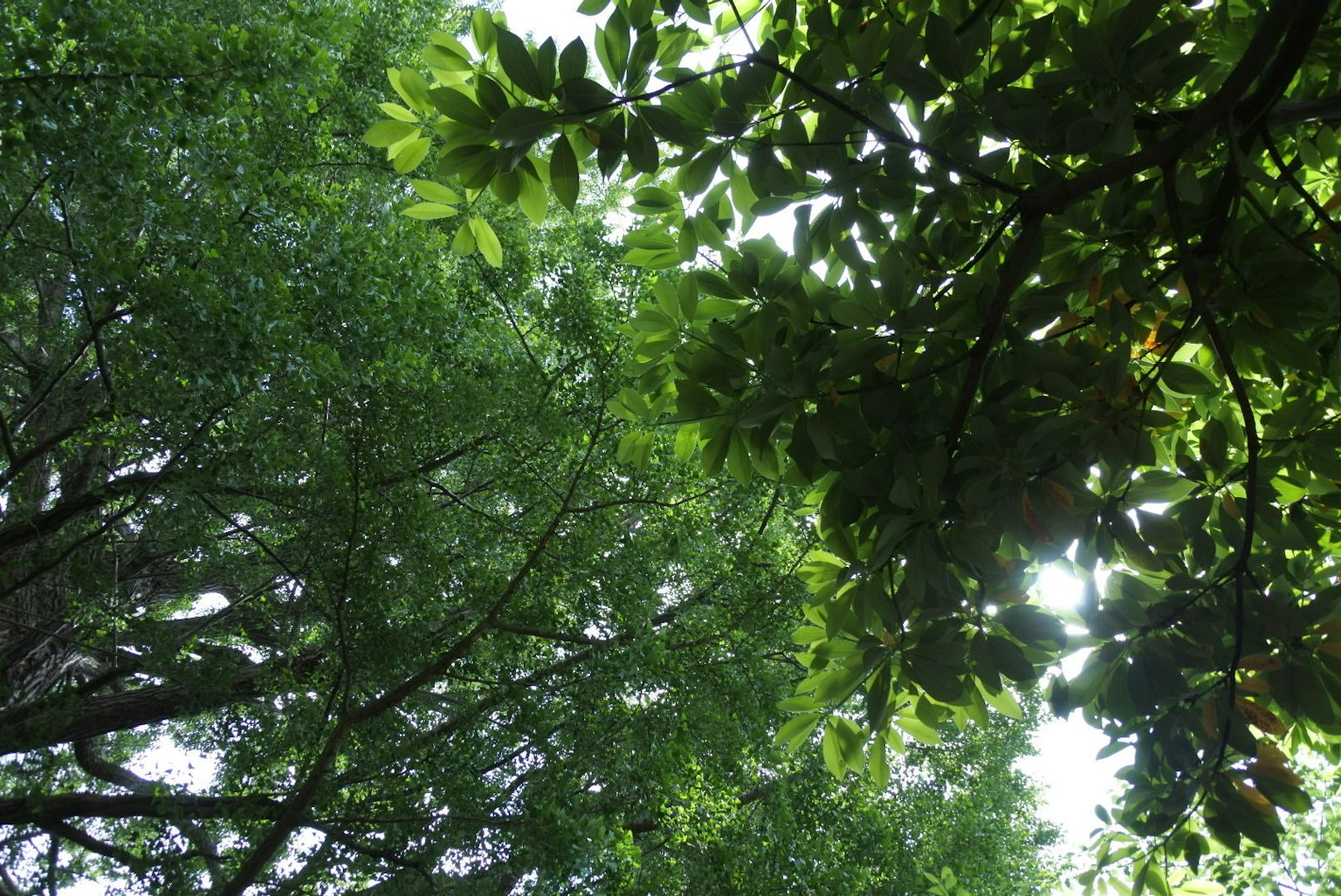 Cahaya matahari yang menembus daun hijau di hutan