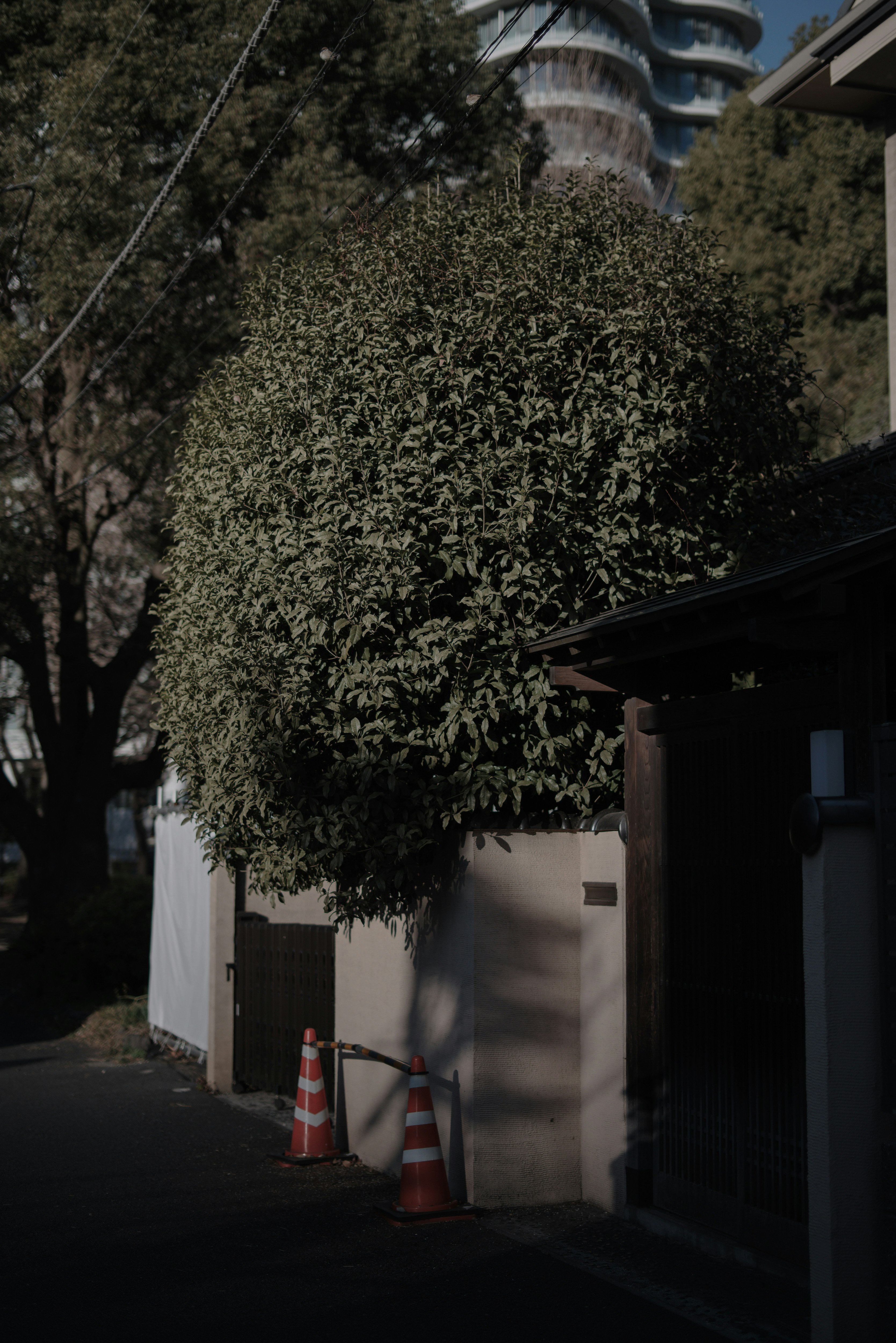 圓形樹木與建築的街角景象
