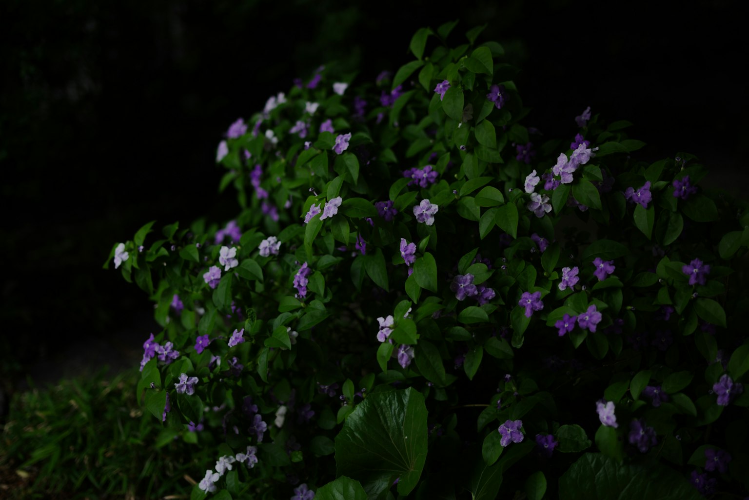 Cespuglio verde rigoglioso con fiori viola e bianchi