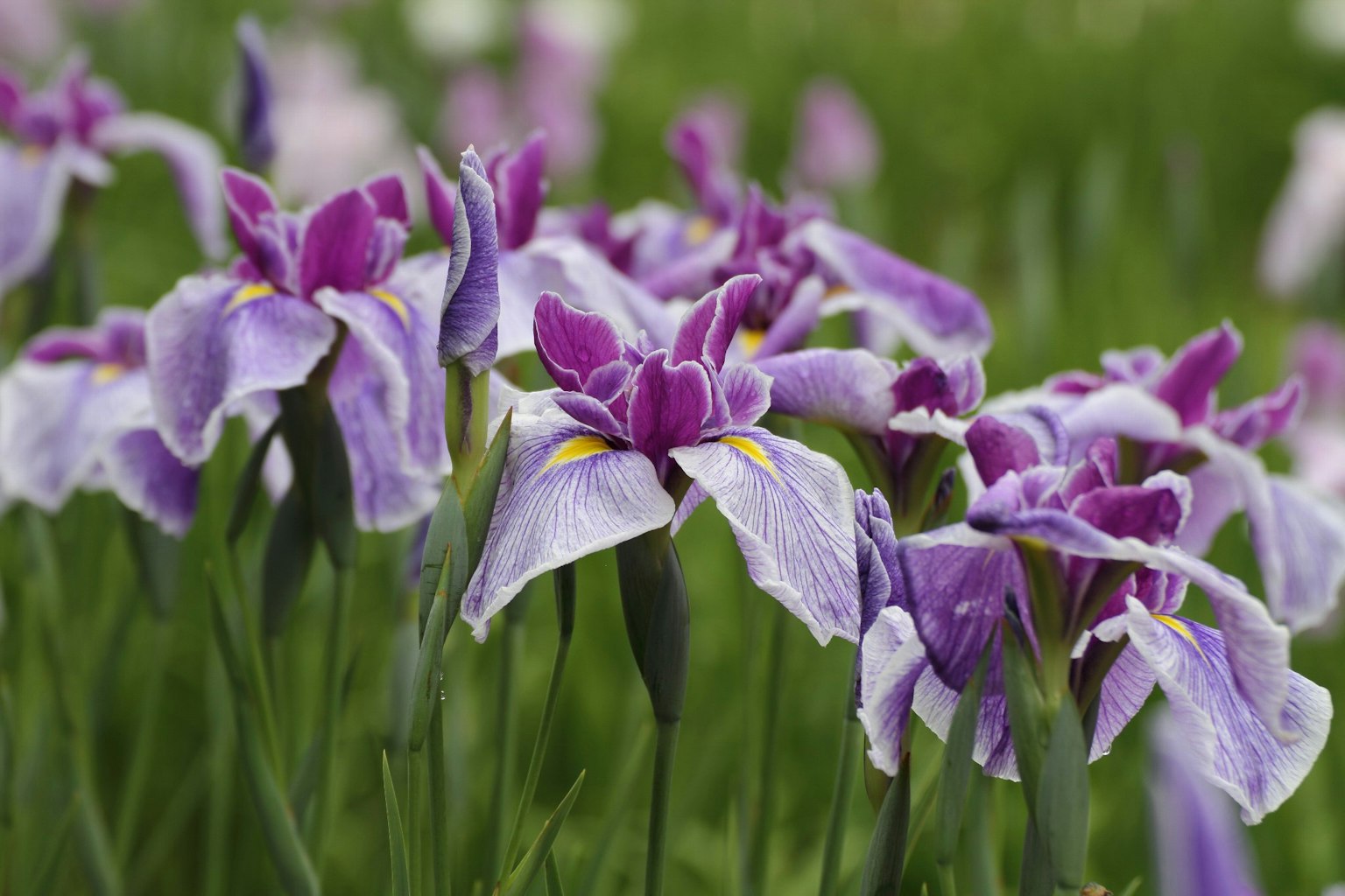 Gruppo di fiori di iris viola in fiore