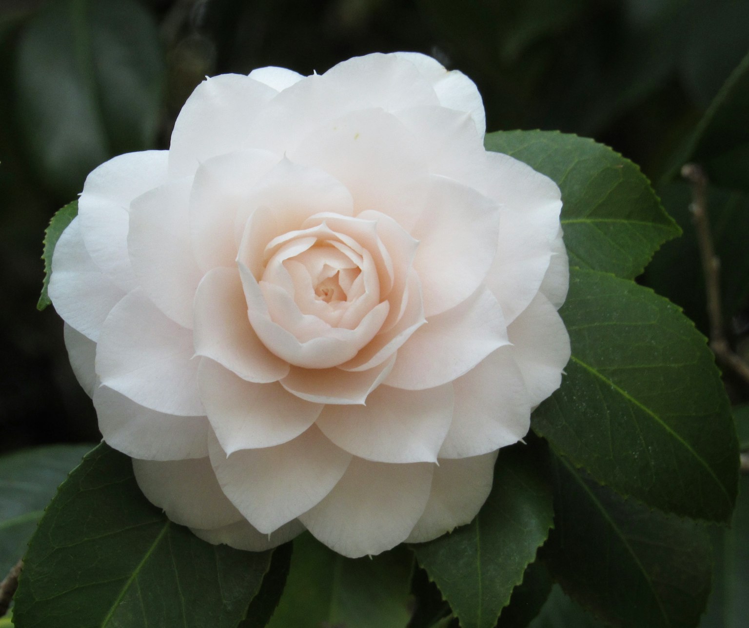 Una flor de camelia pálida floreciendo entre hojas verdes