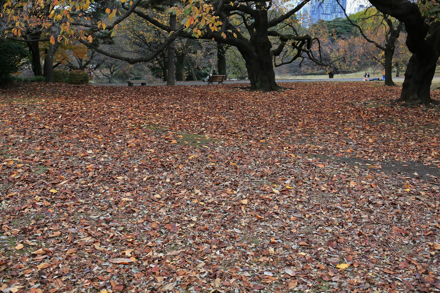 公園場景，秋天的落葉覆蓋地面