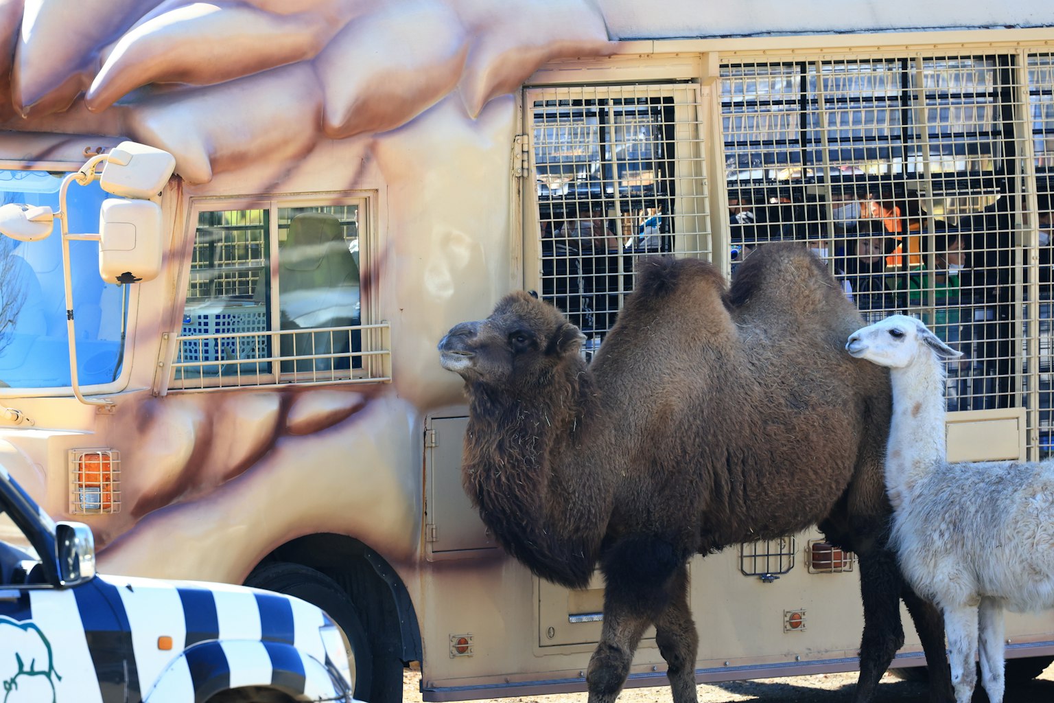 駱駝和美洲駝在動物園巴士附近