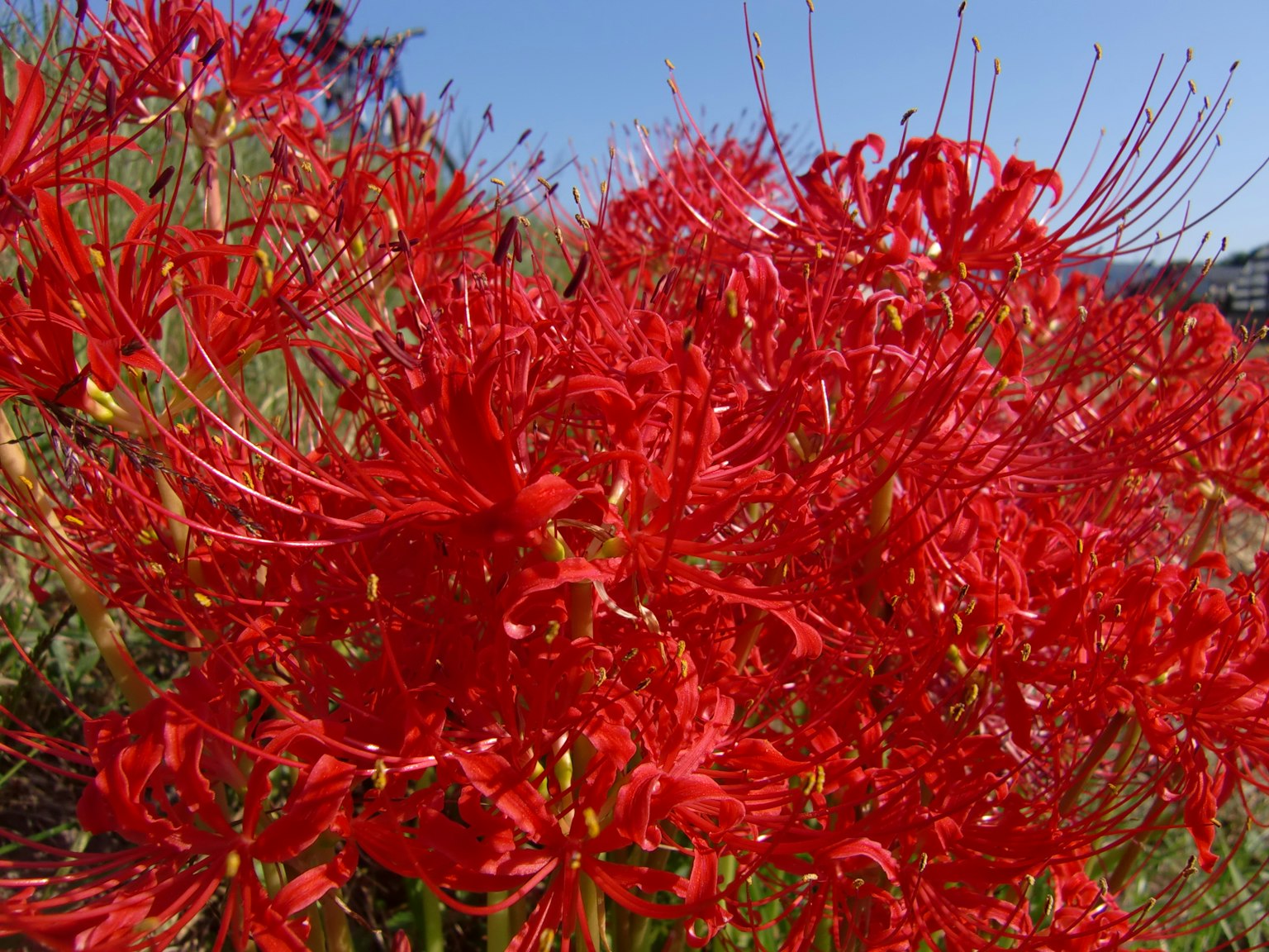 Groupe vibrant de lys araignées rouges fleurissant sous un ciel bleu