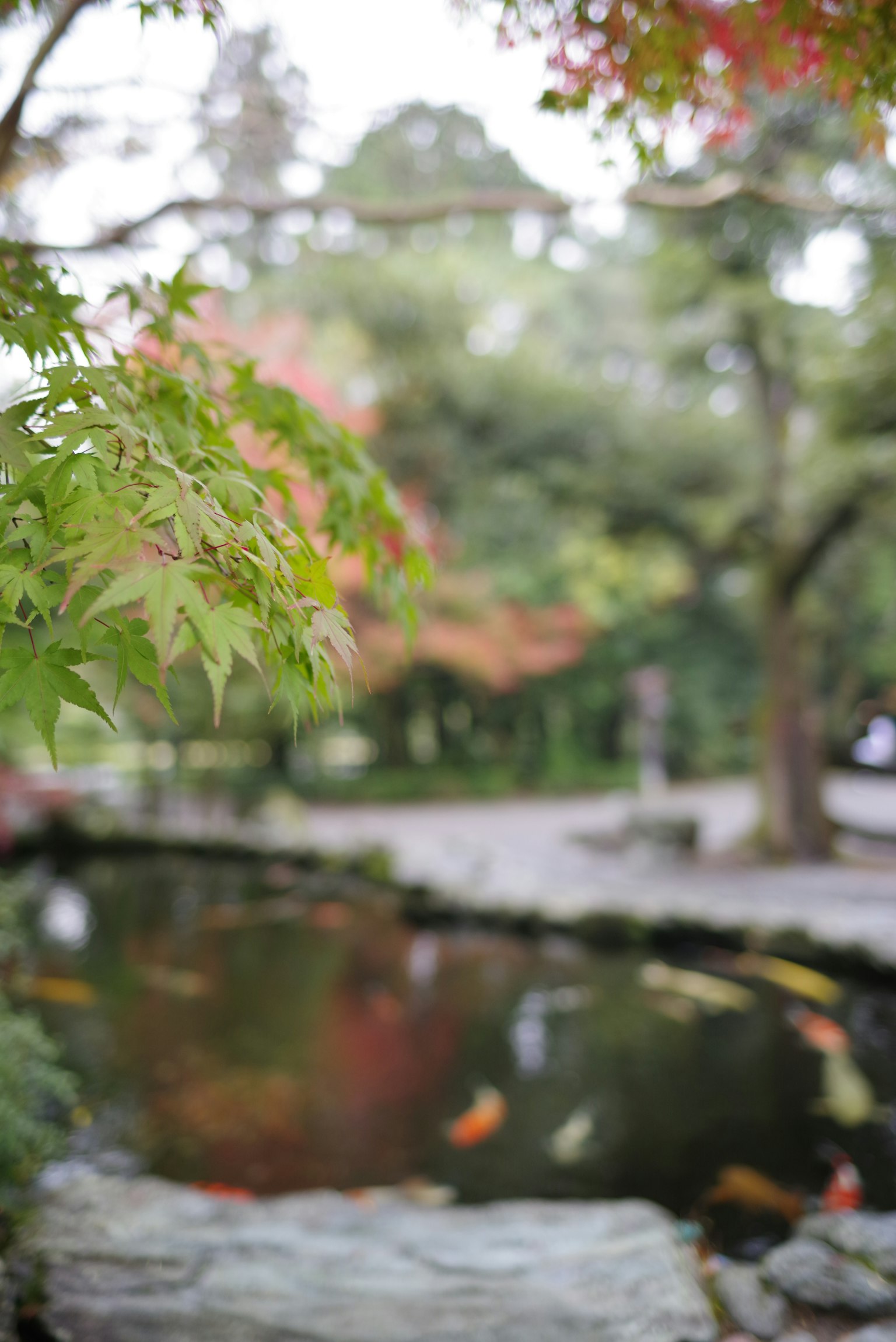 Feuilles colorées au bord d'un étang avec un paysage d'automne