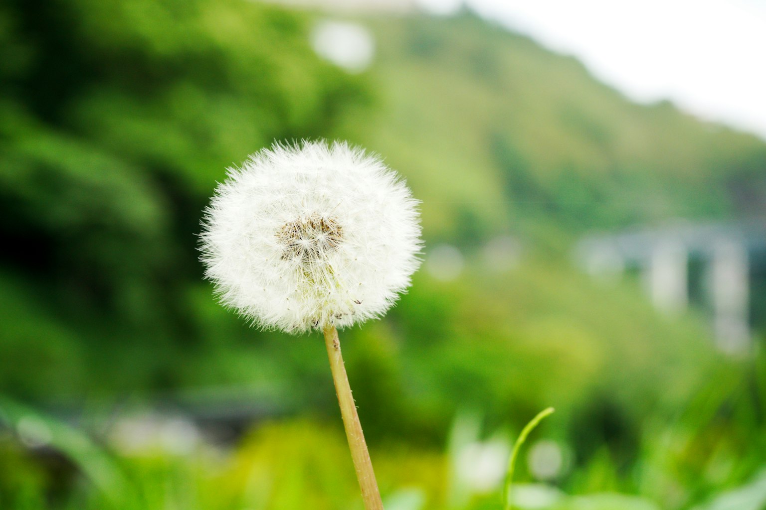 A white dandelion puff standing against a green background