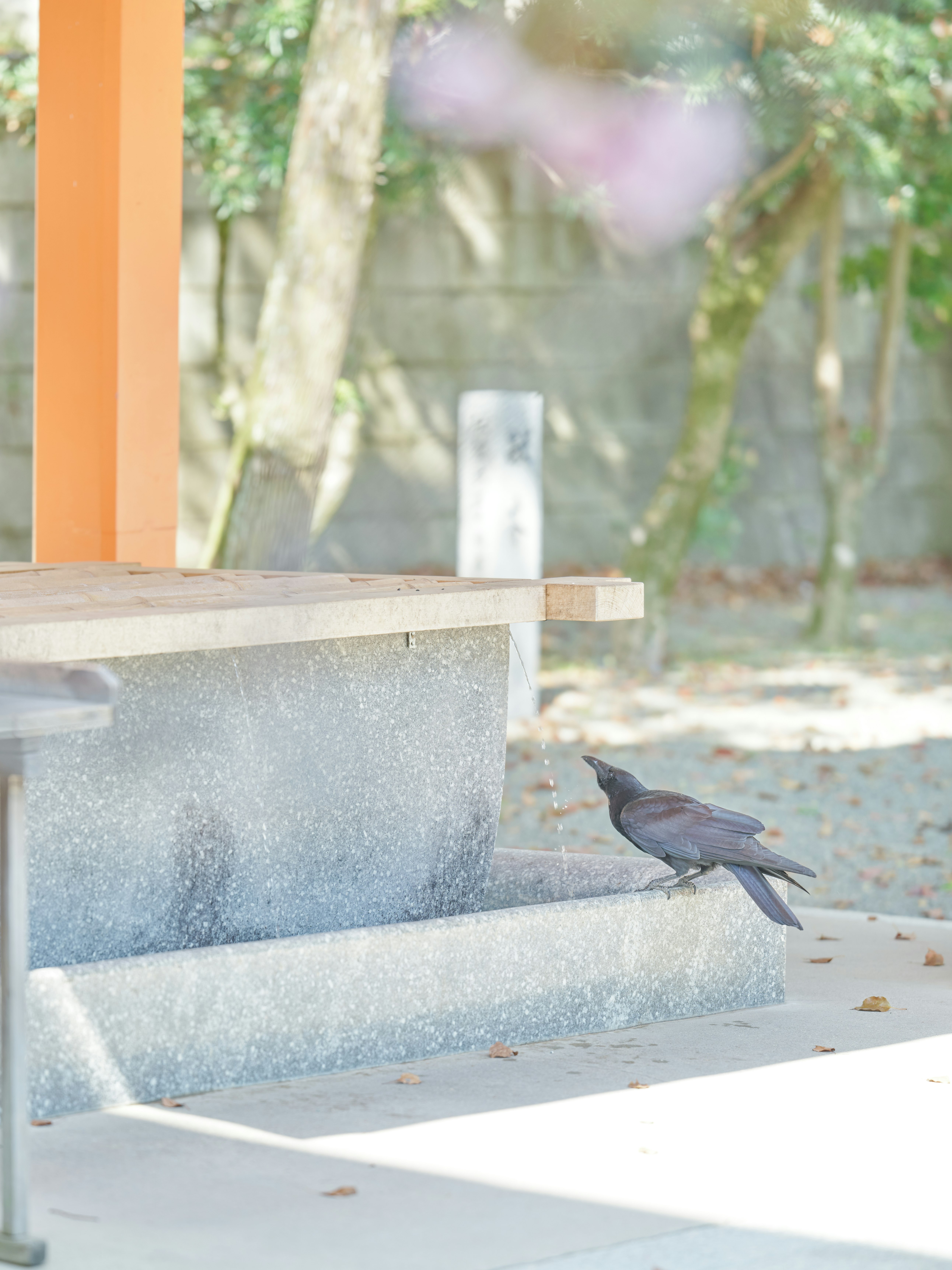 Seekor burung hitam dekat anak tangga batu di lingkungan luar yang tenang