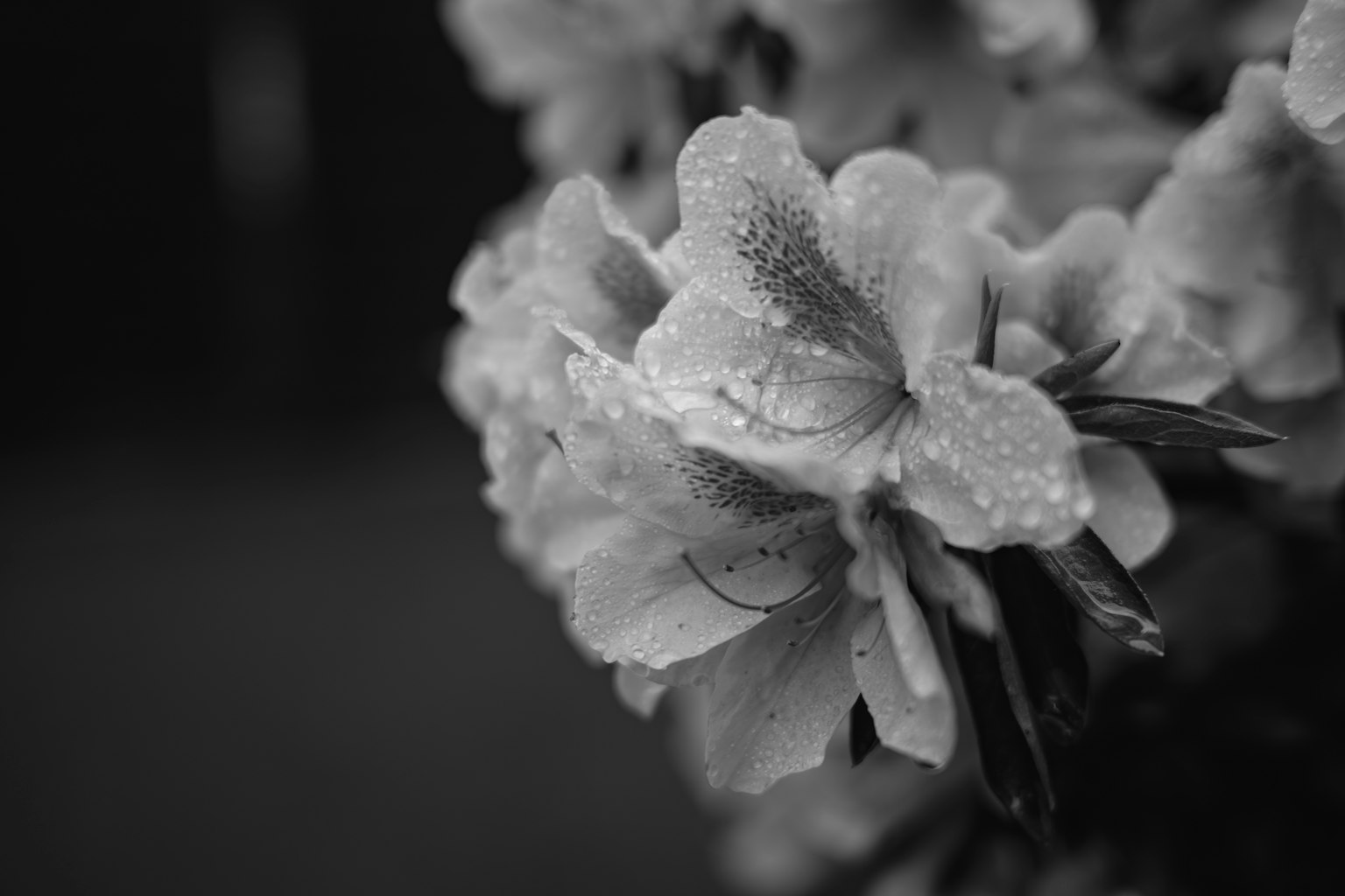 Primo piano di fiori in bianco e nero con gocce d'acqua