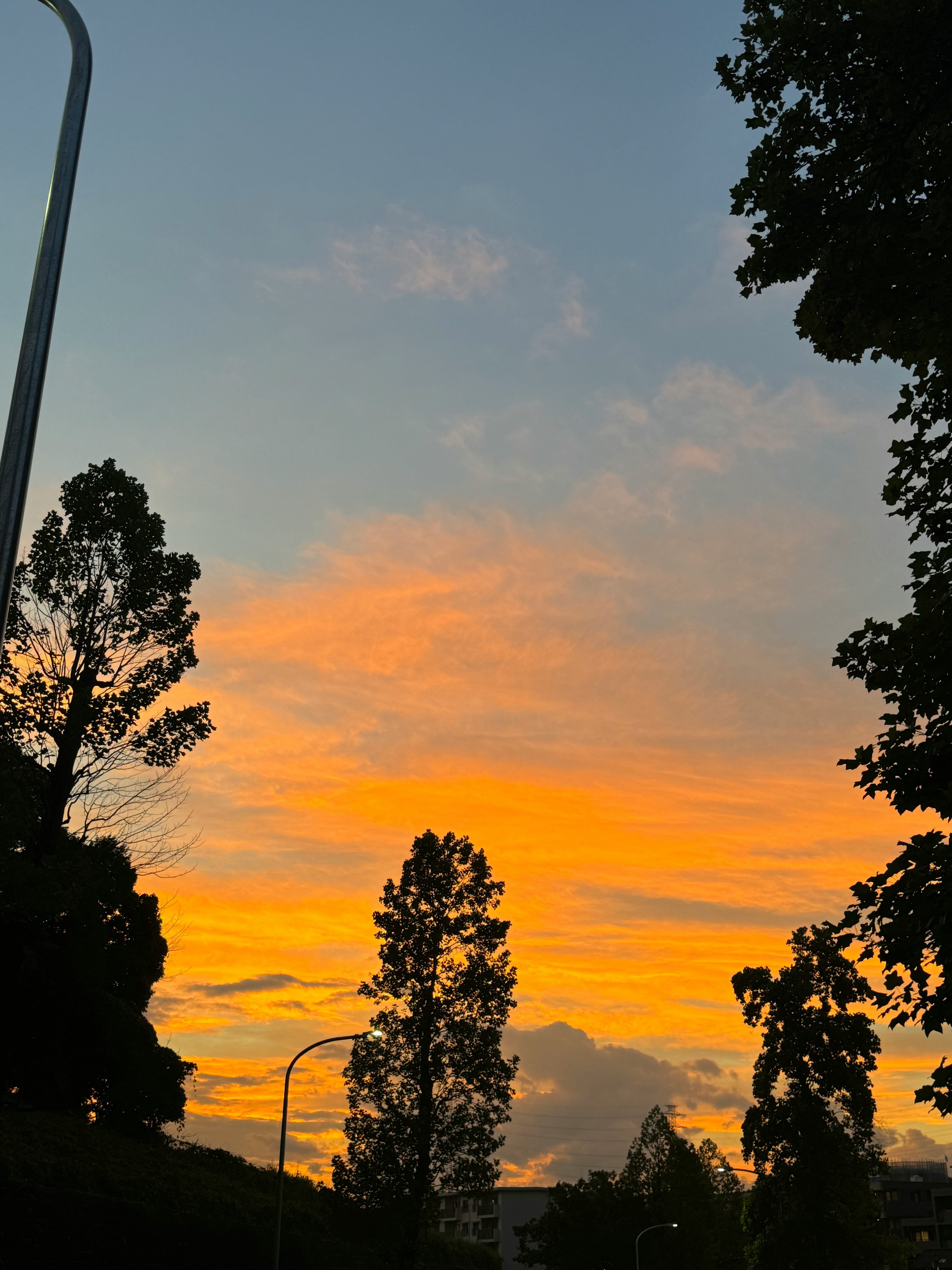 夕焼け空に木々のシルエットが映る夕方の風景