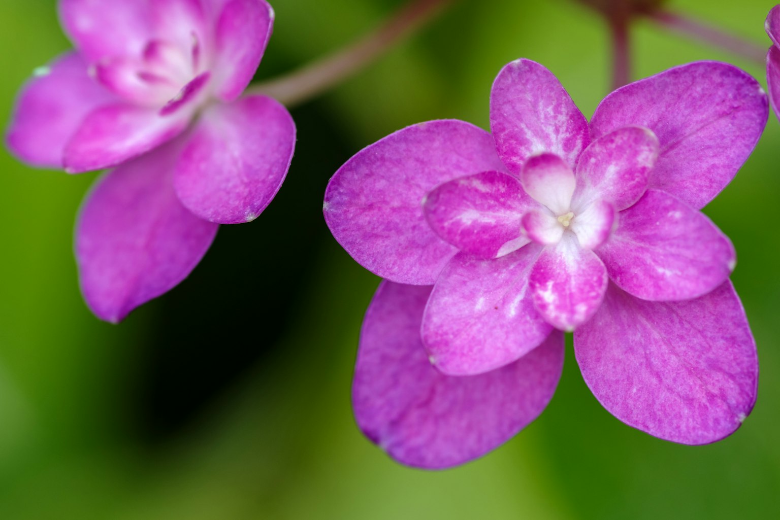 Flores moradas vibrantes contra un fondo verde