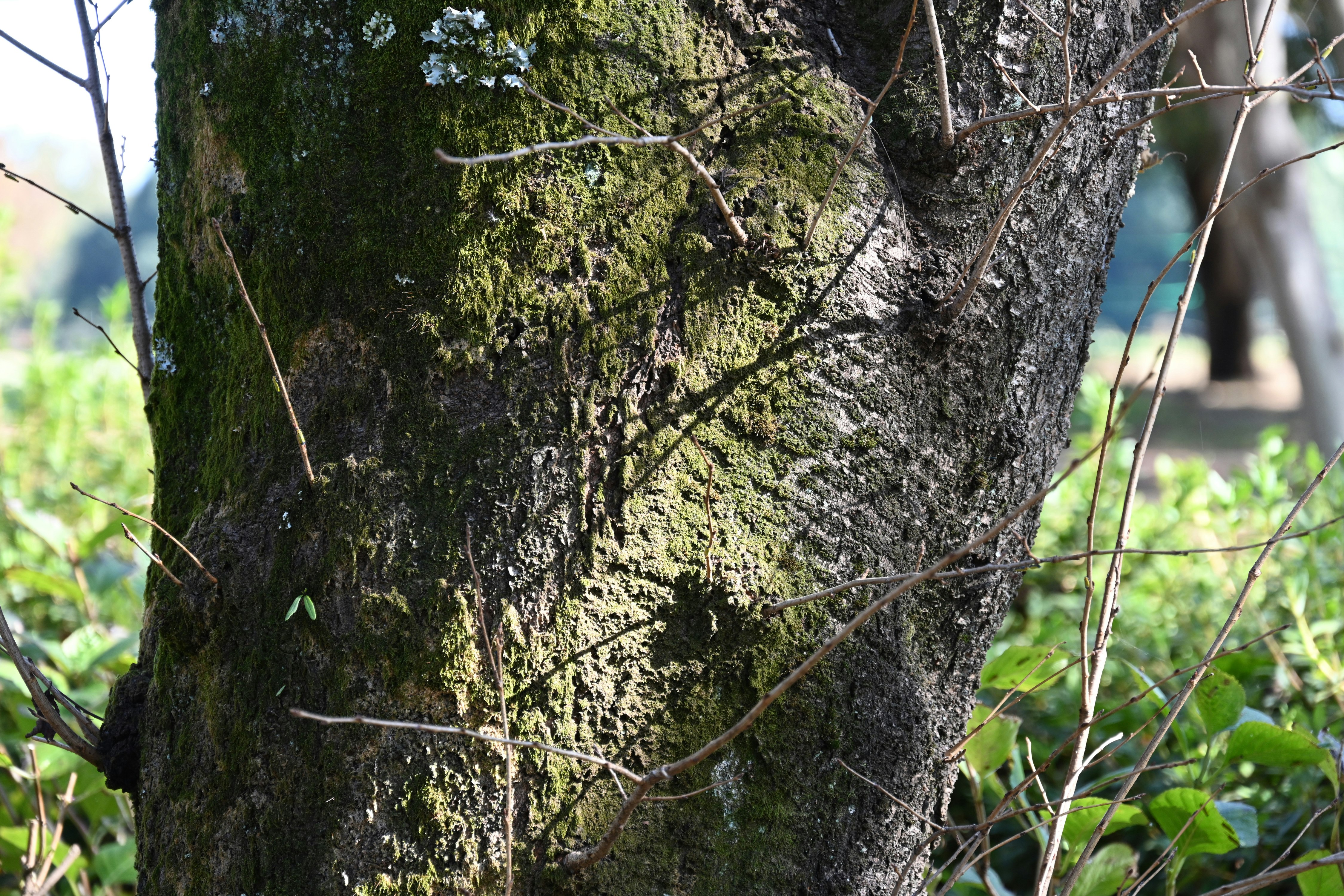 苔むした樹皮に絡む枝と草