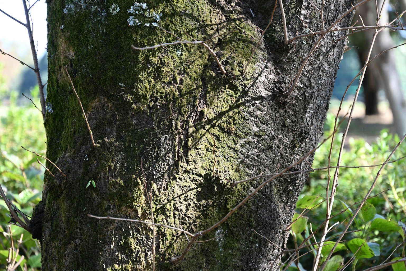 Image d'un tronc d'arbre recouvert de mousse avec de l'herbe et des feuilles à proximité