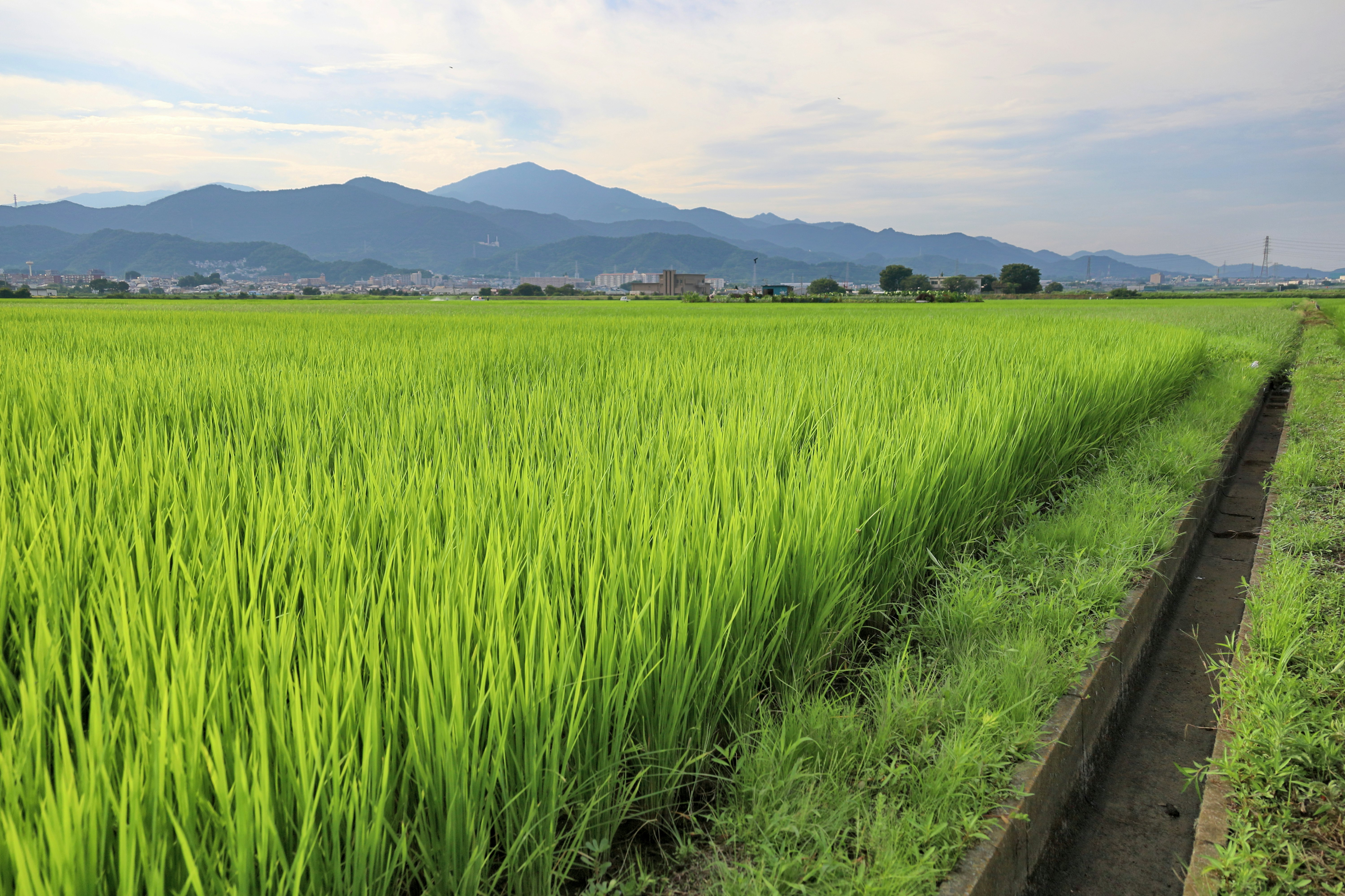 緑の稲が広がる田園風景の小道