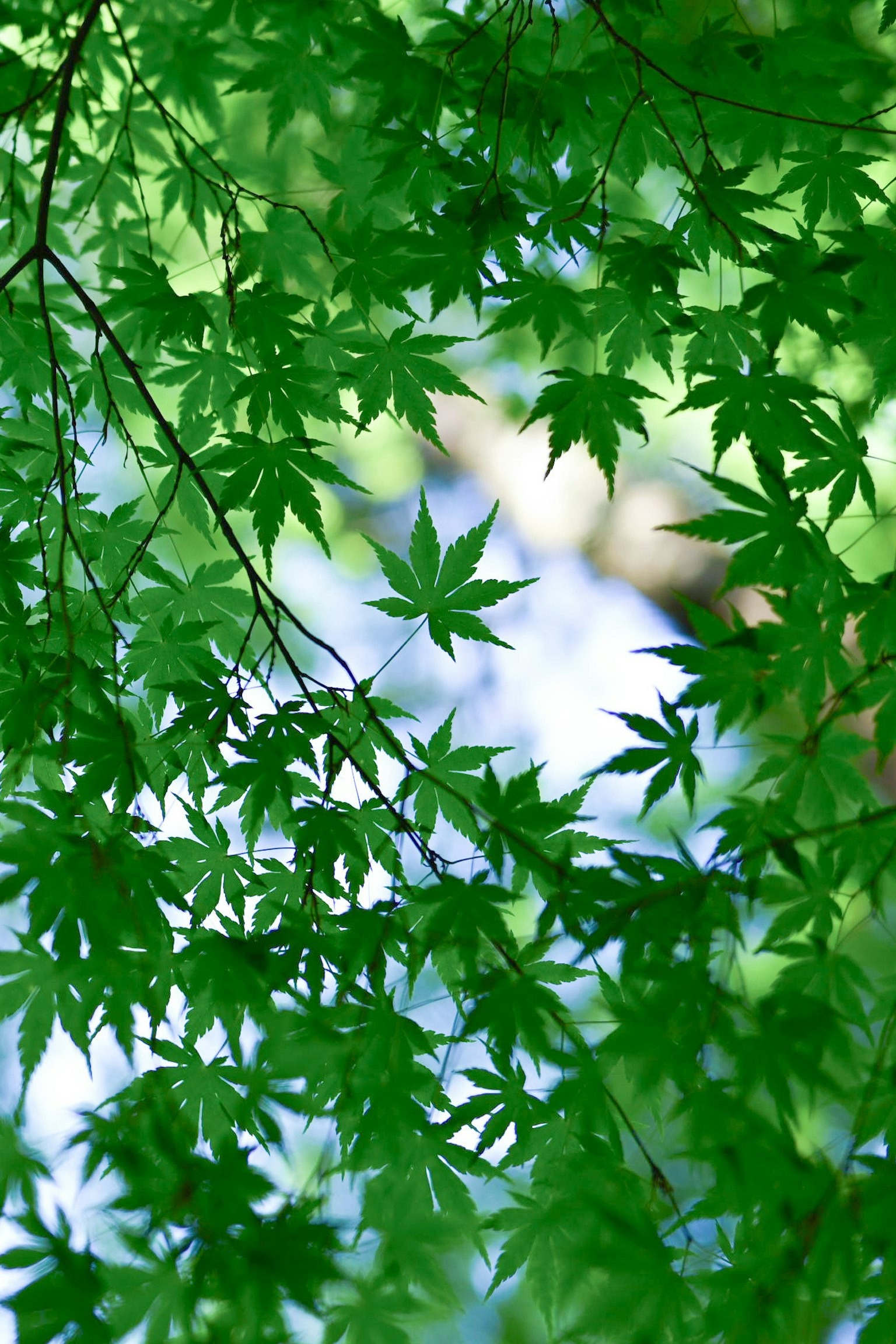 綠色楓葉與模糊的藍色背景