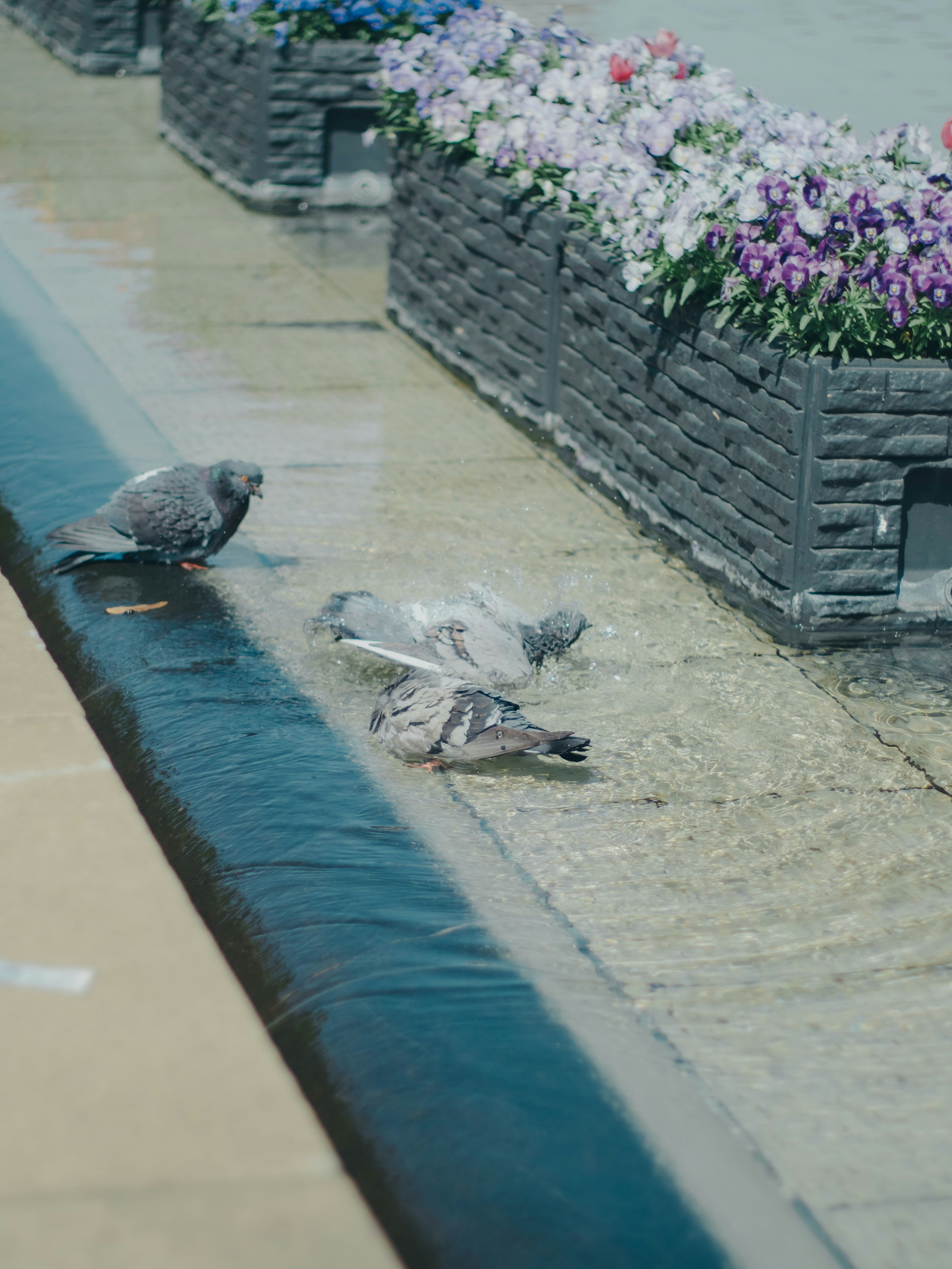 花壇の縁に並ぶ鳩とパンくずのある路面