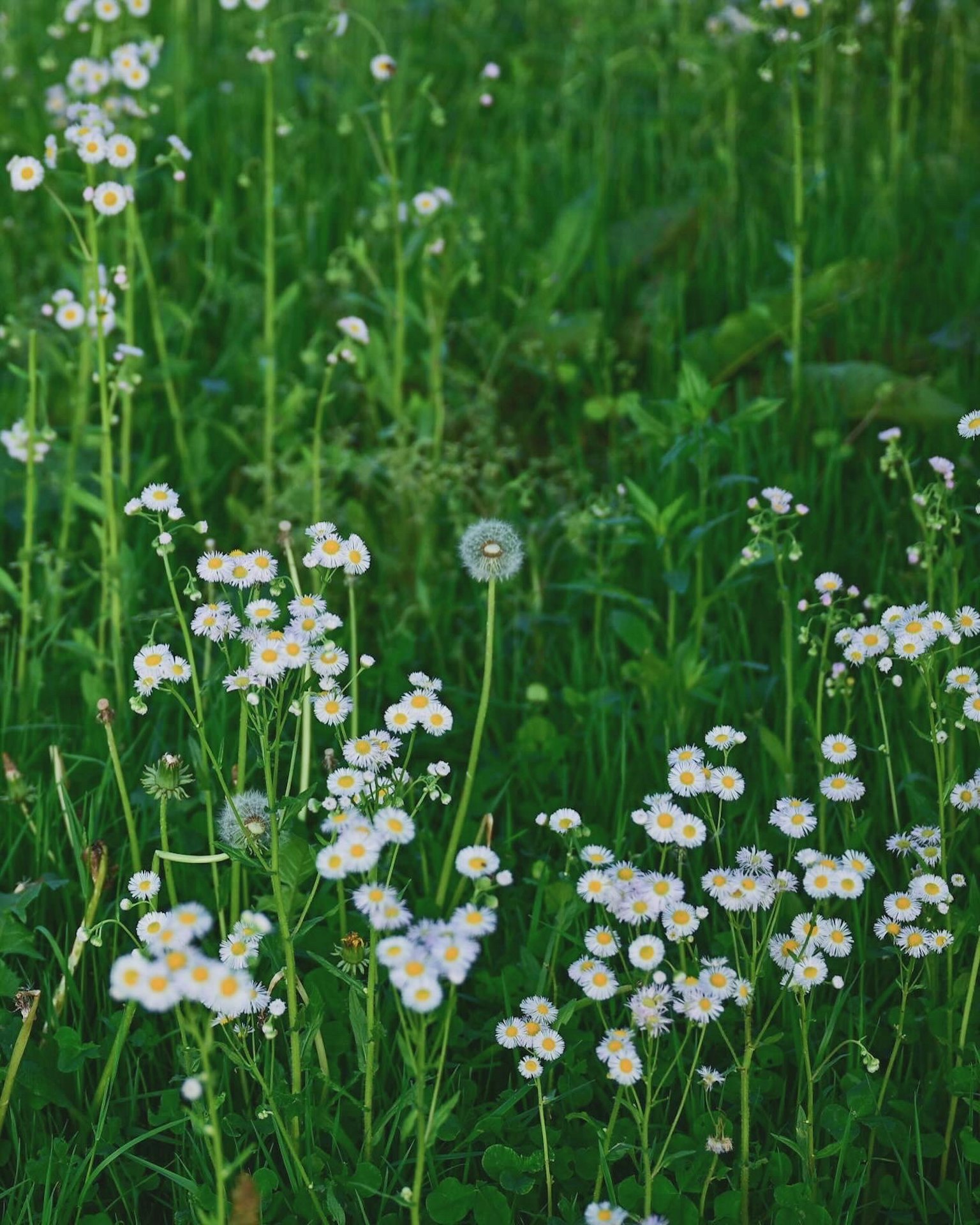 Ein Feld mit weißen Blumen und Löwenzahn in einer grünen Wiese