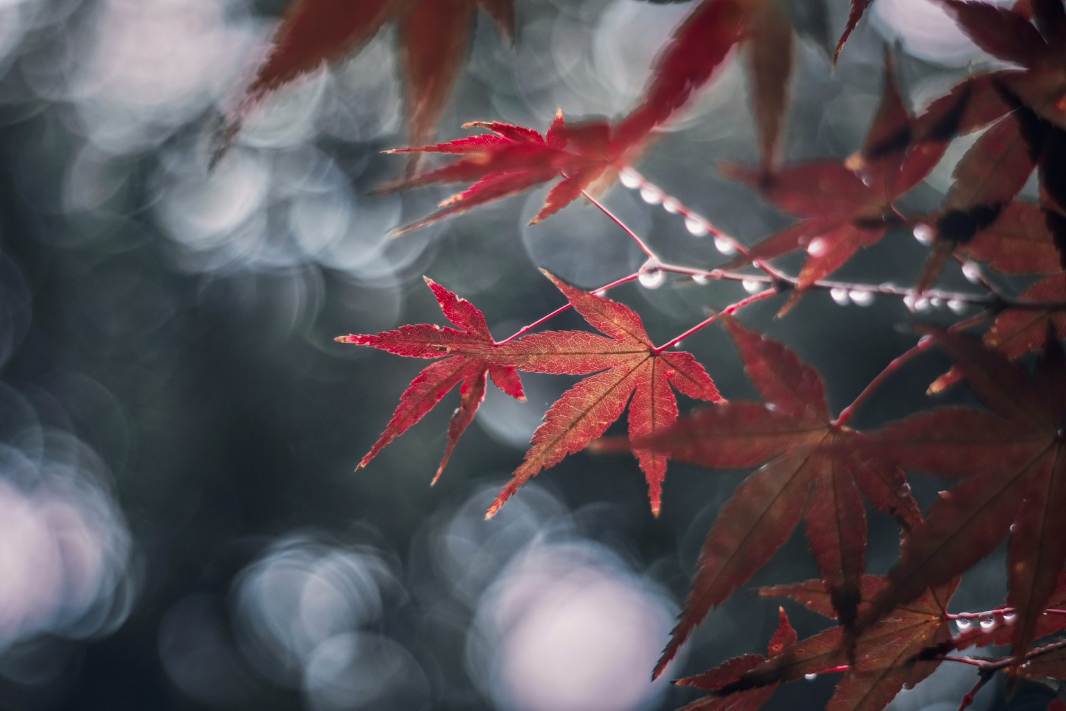 Gambar indah dengan daun maple merah dan tetesan embun