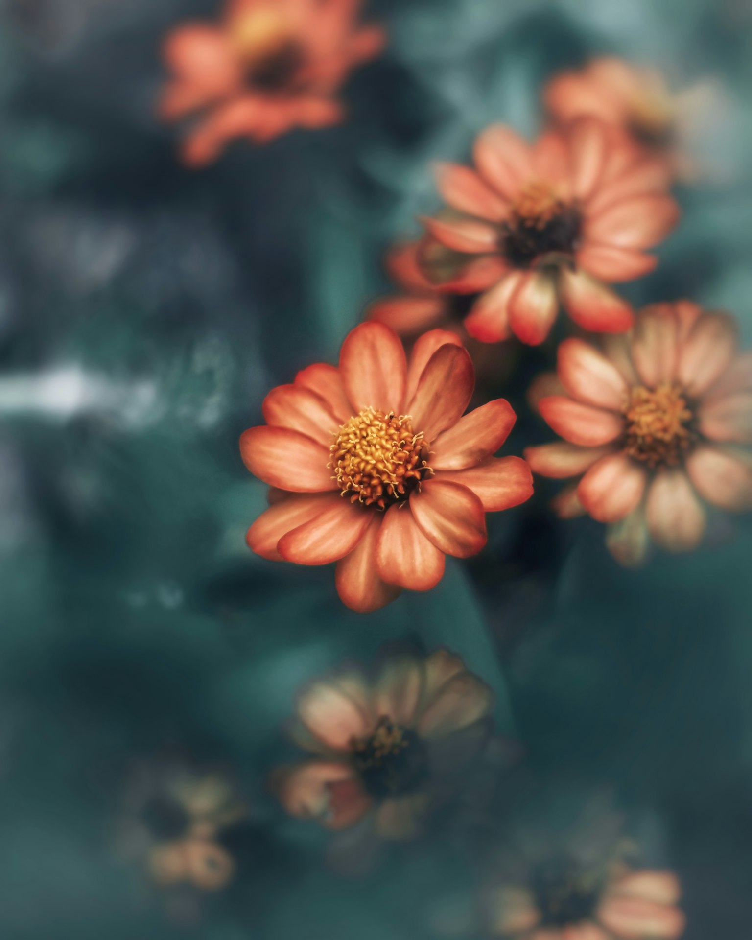 Hermosa imagen de flores naranjas contra un fondo borroso